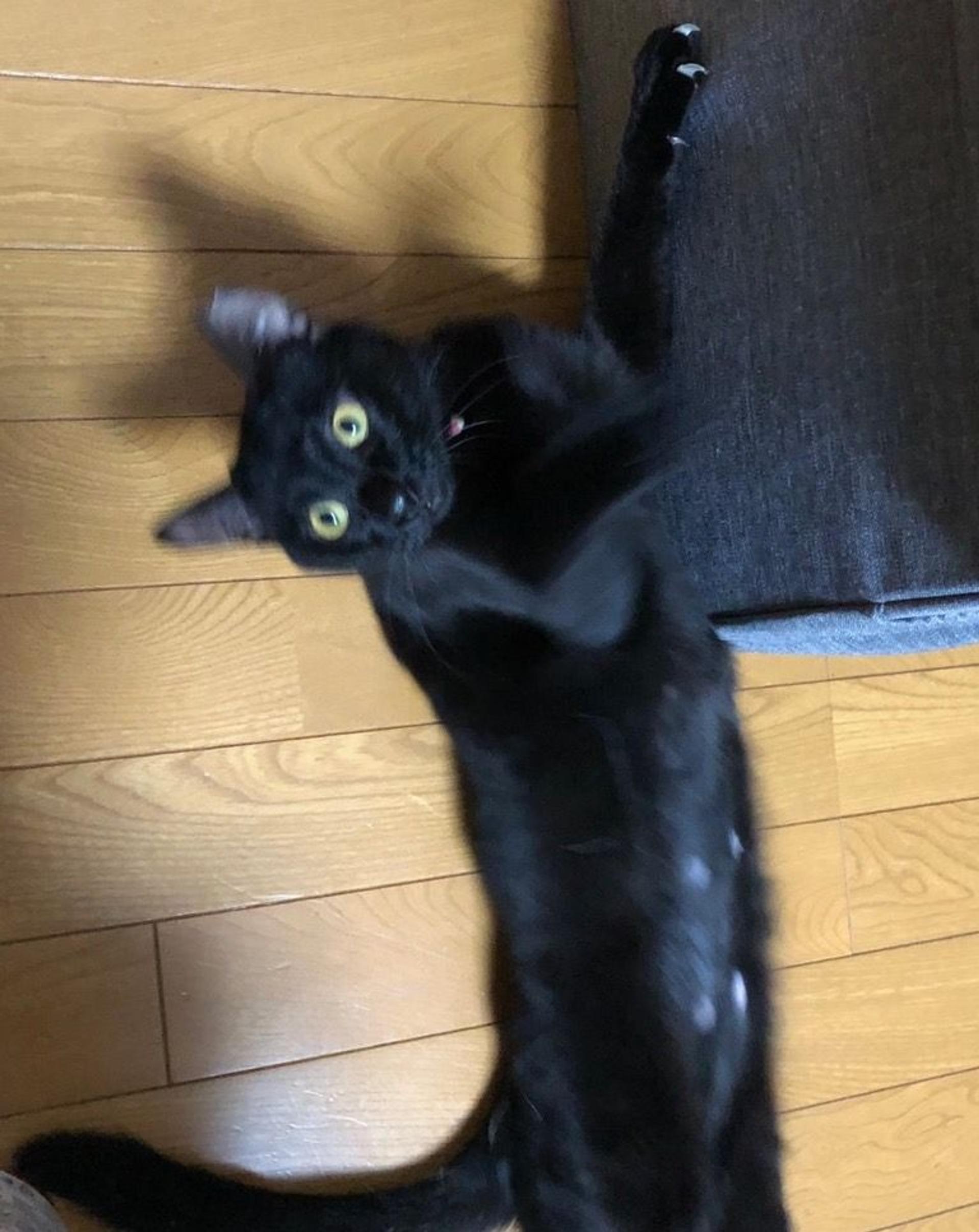 pet-image-5