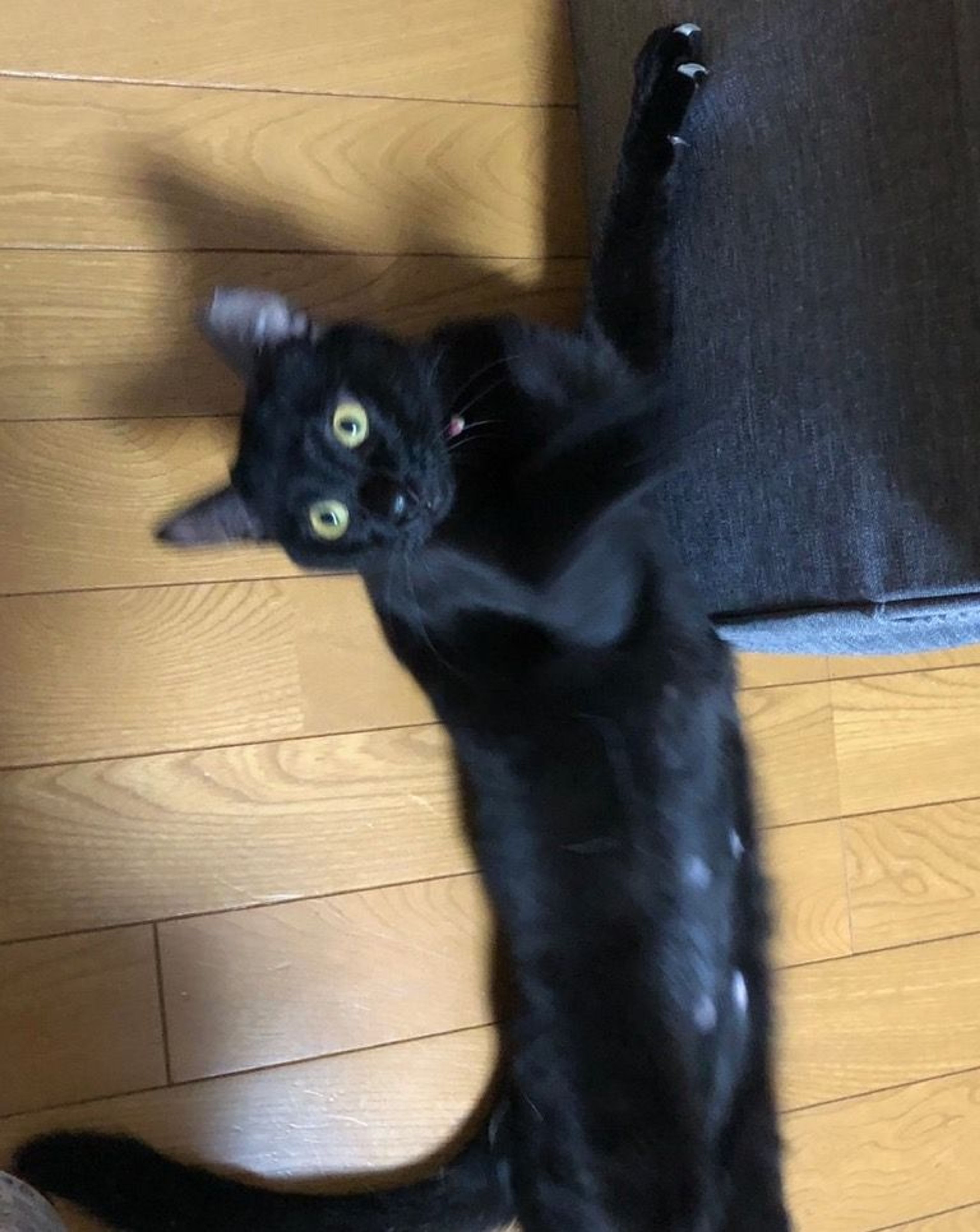 pet-image-5