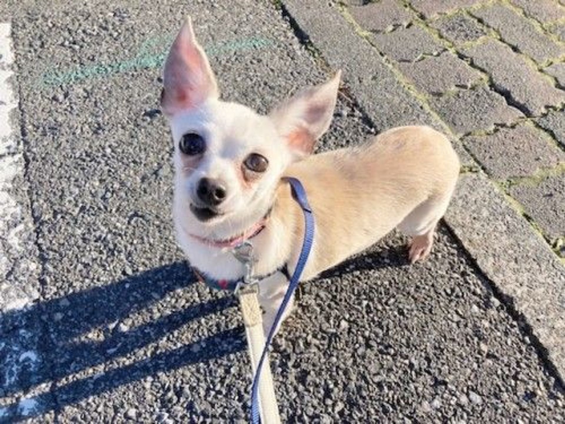 雑種（ミックス犬）・メスの里親募集の写真