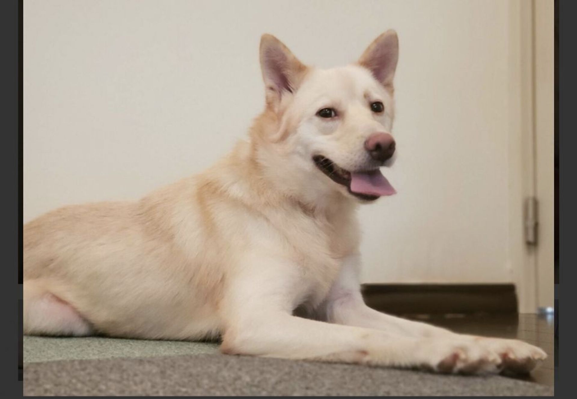雑種（ミックス犬）・オスの里親募集の写真