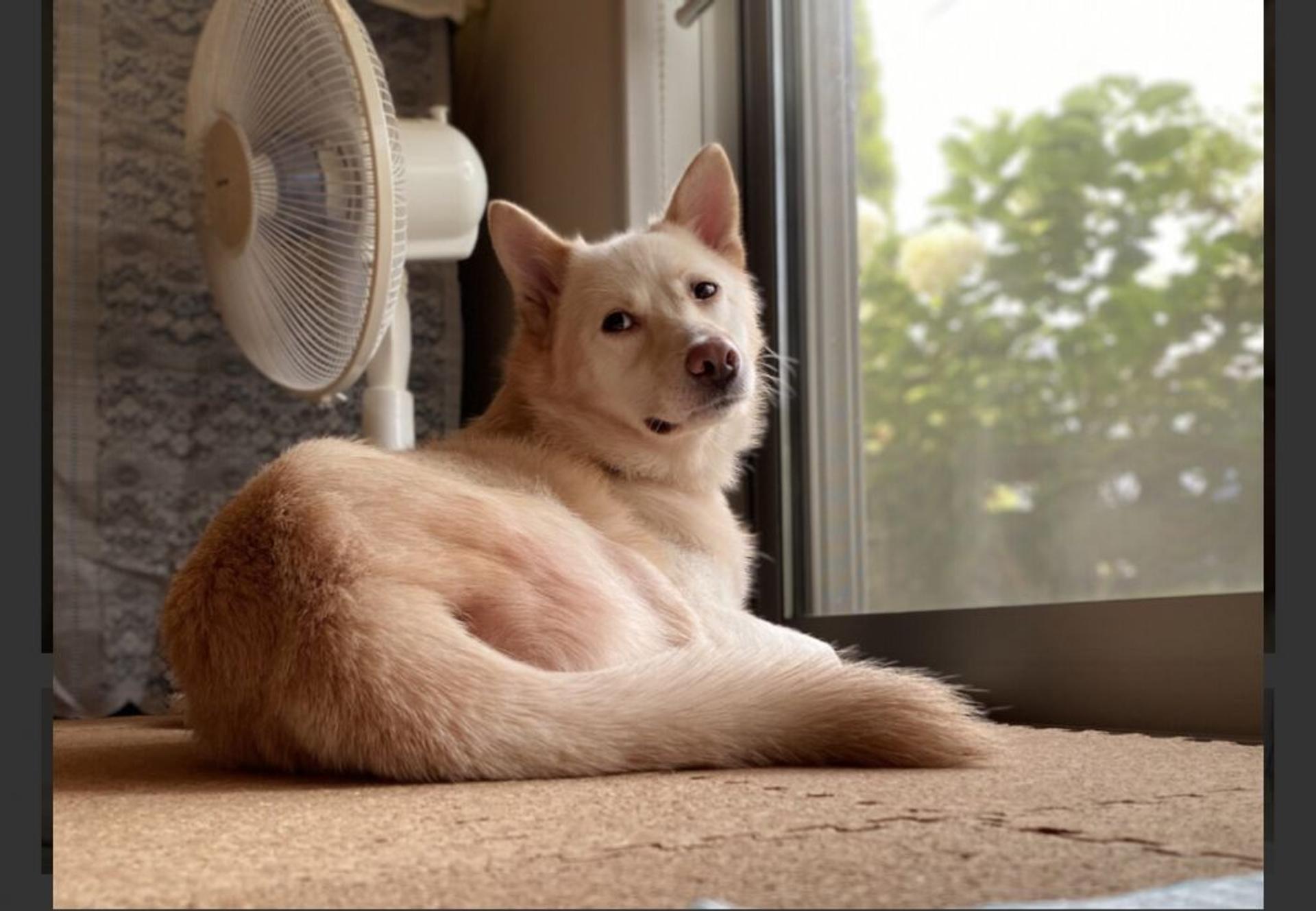 pet-image-2