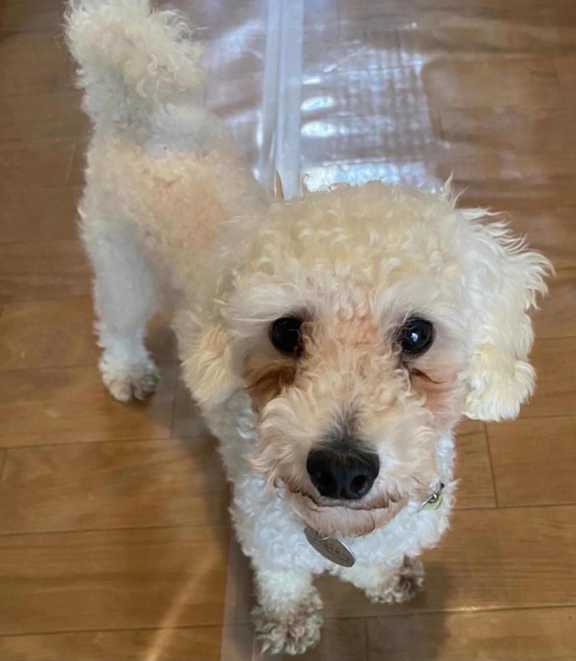 pet-image-2