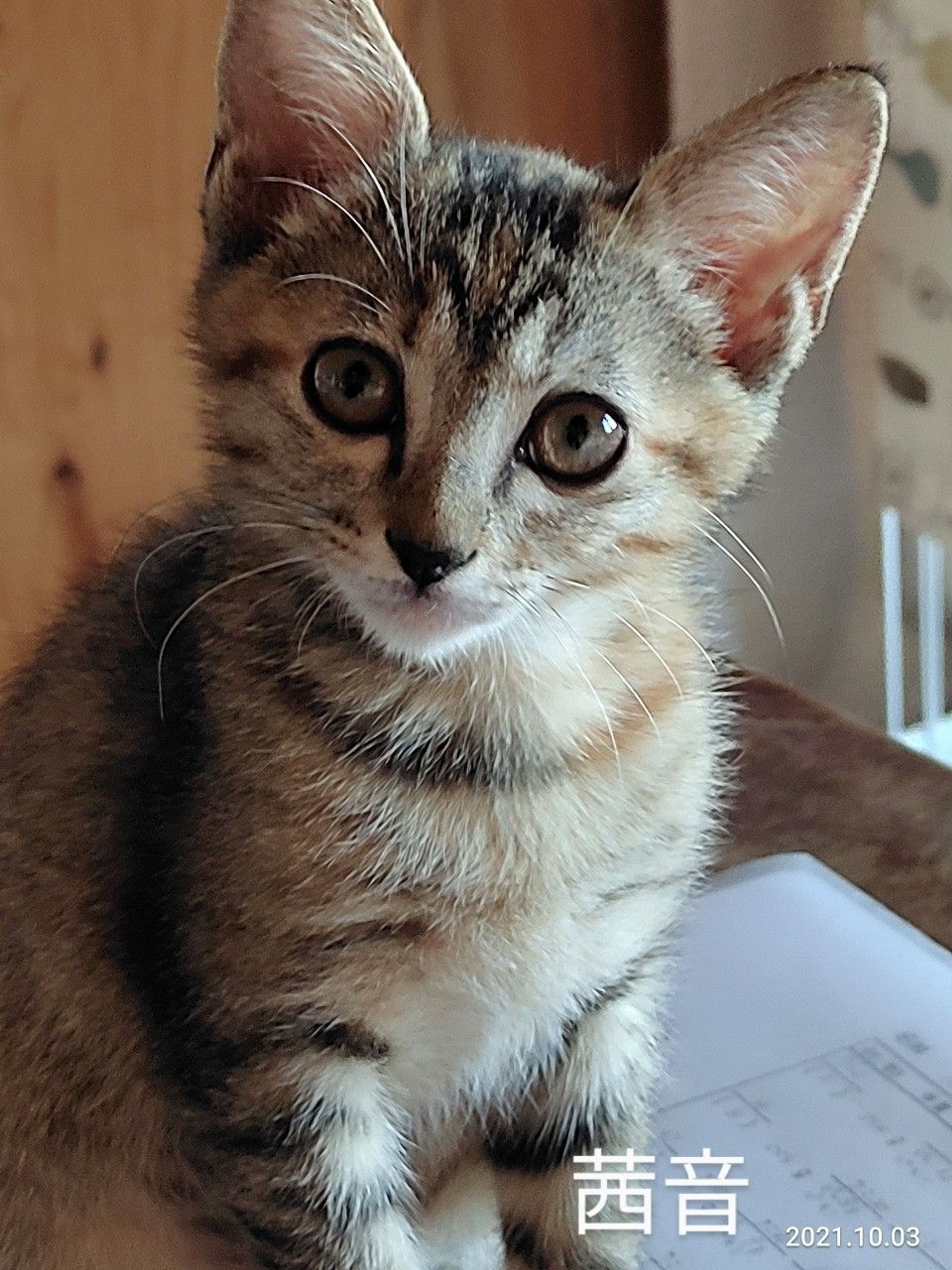 雑種（ミックス猫）・メスの里親募集の写真