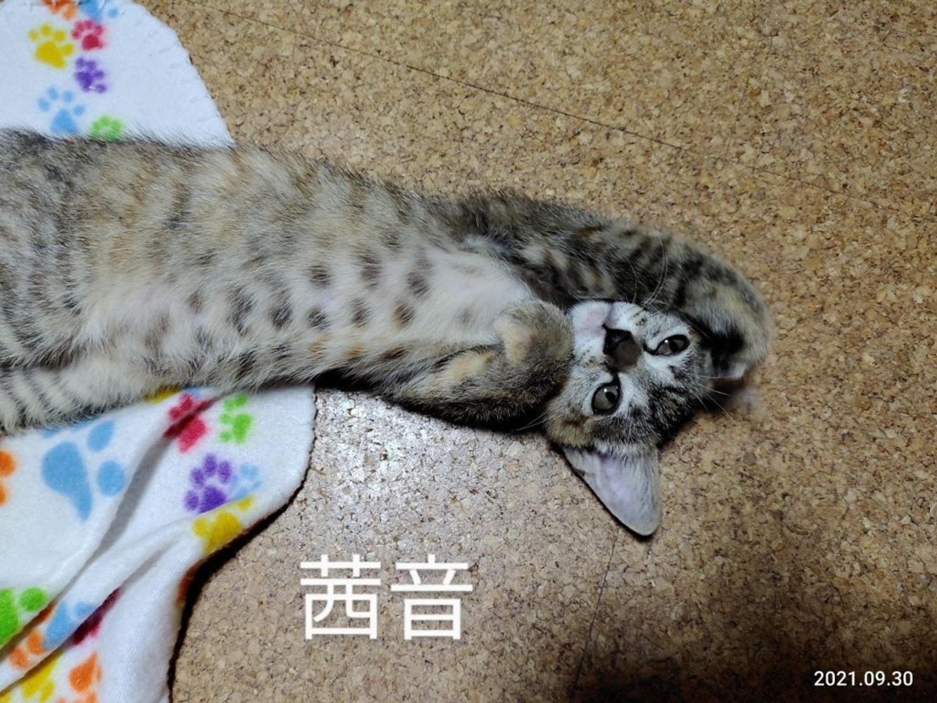 pet-image-3