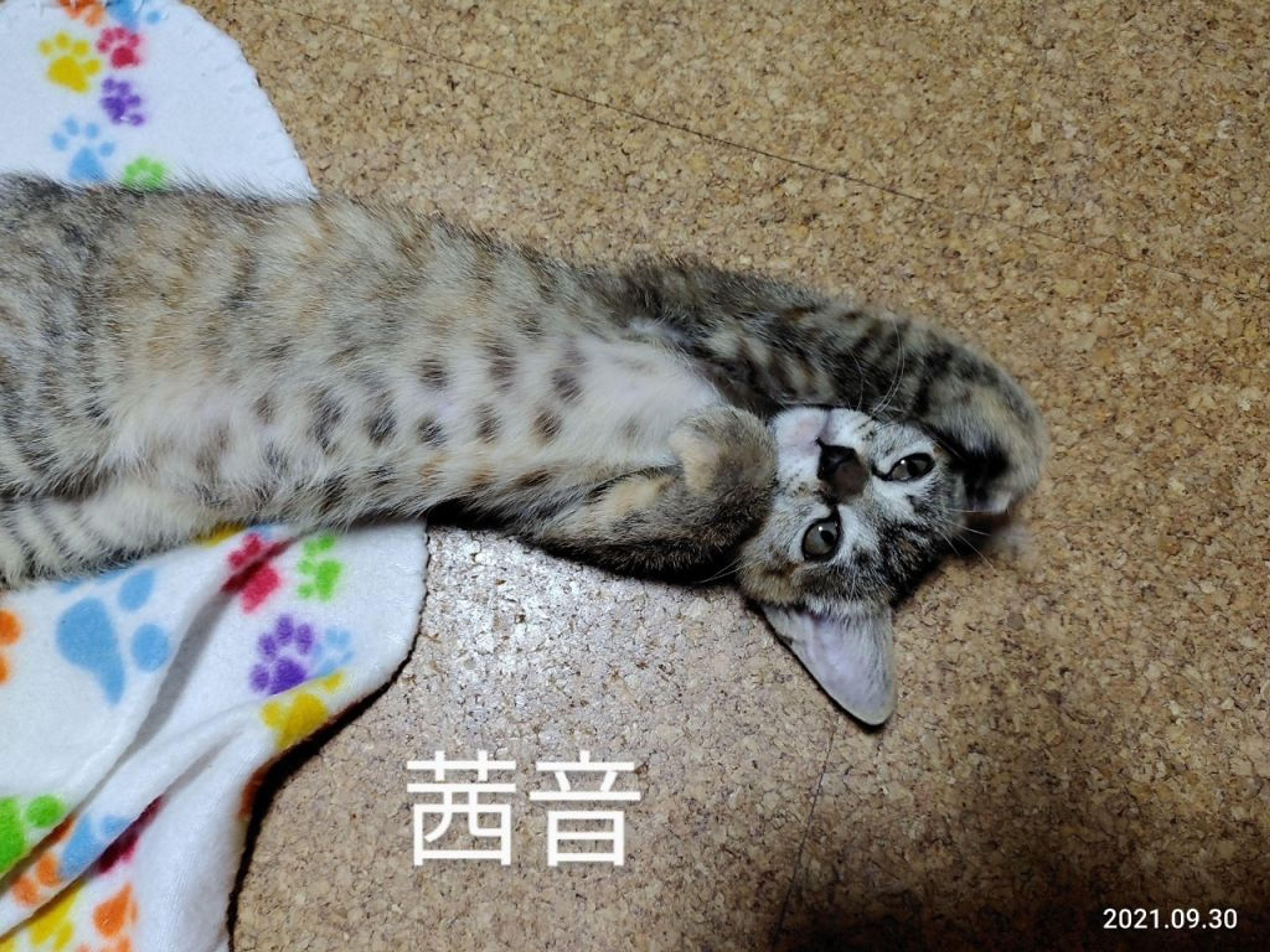 pet-image-3