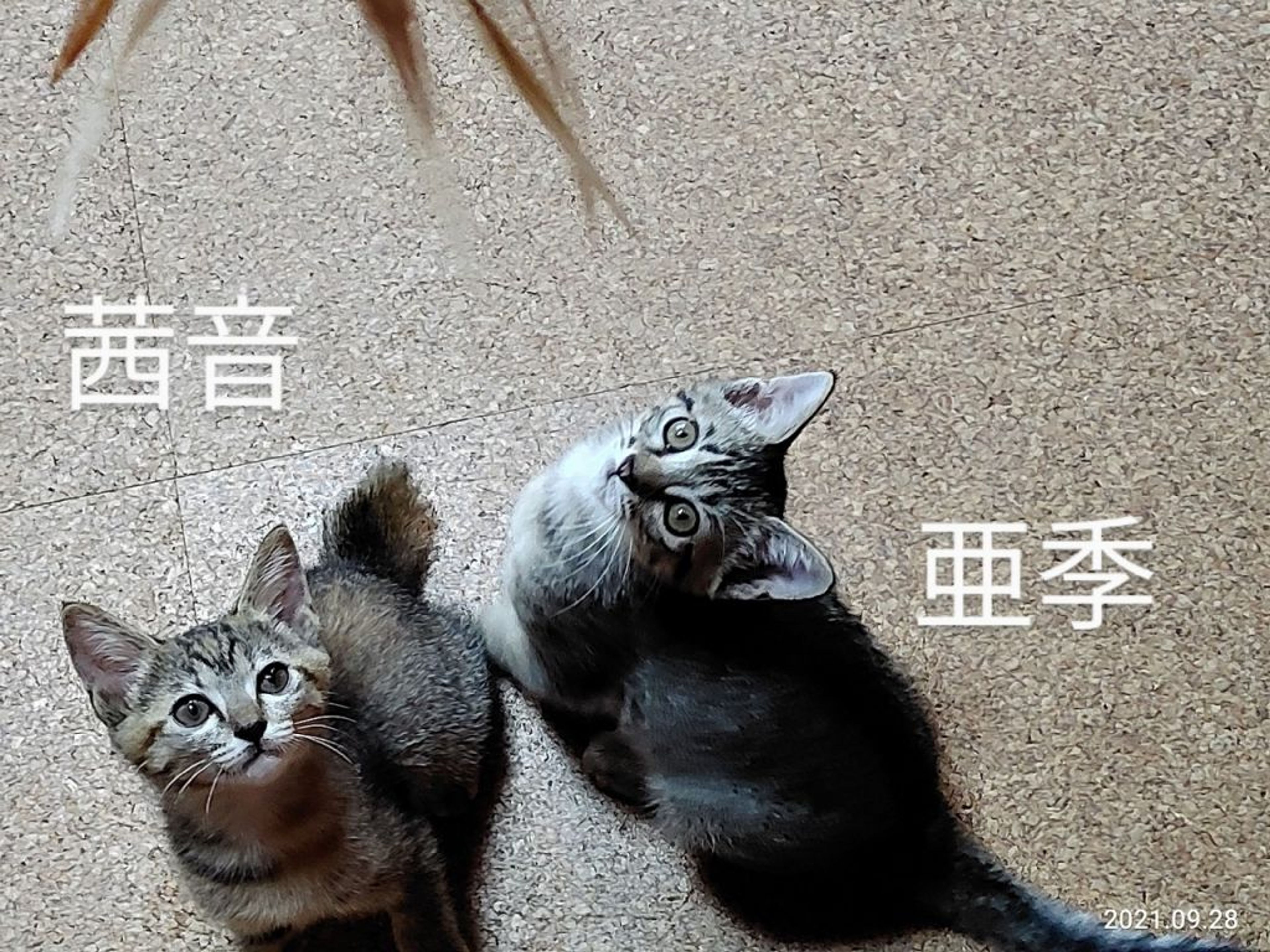 pet-image-4