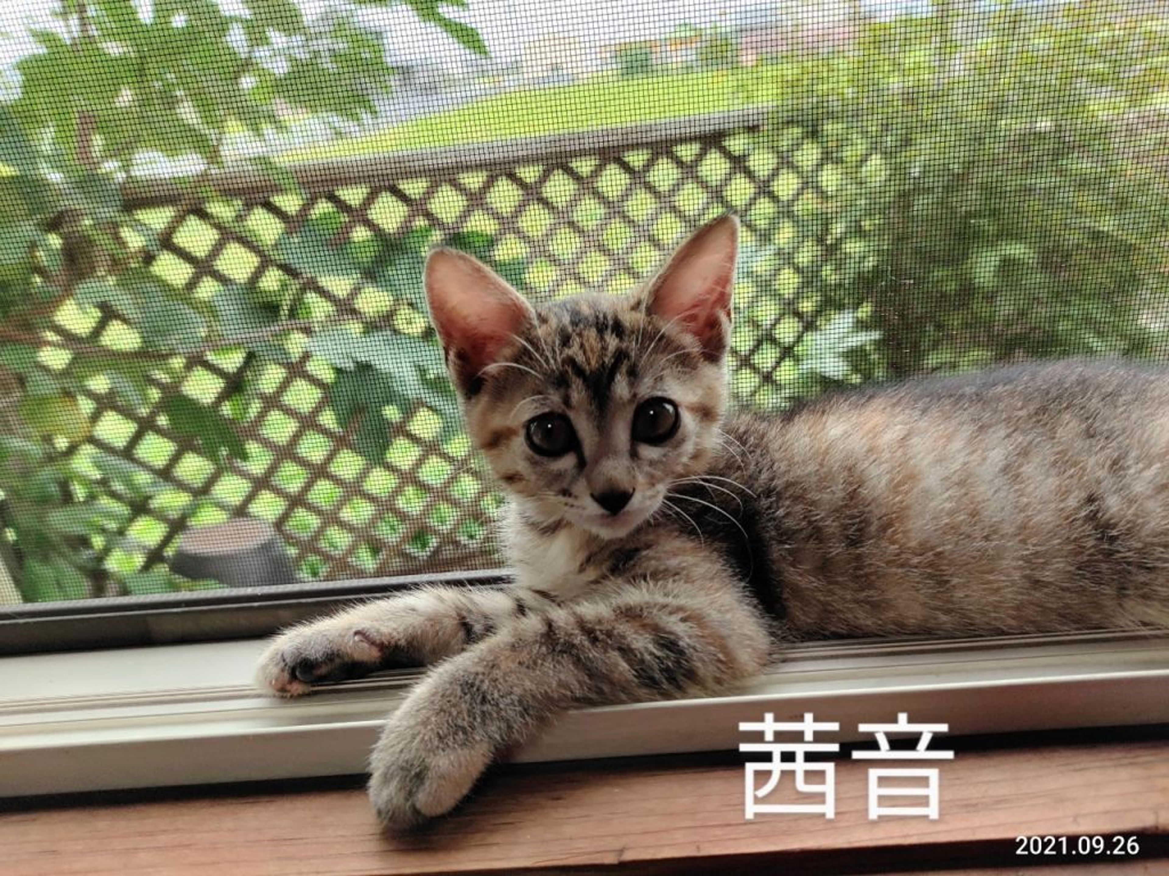 pet-image-5