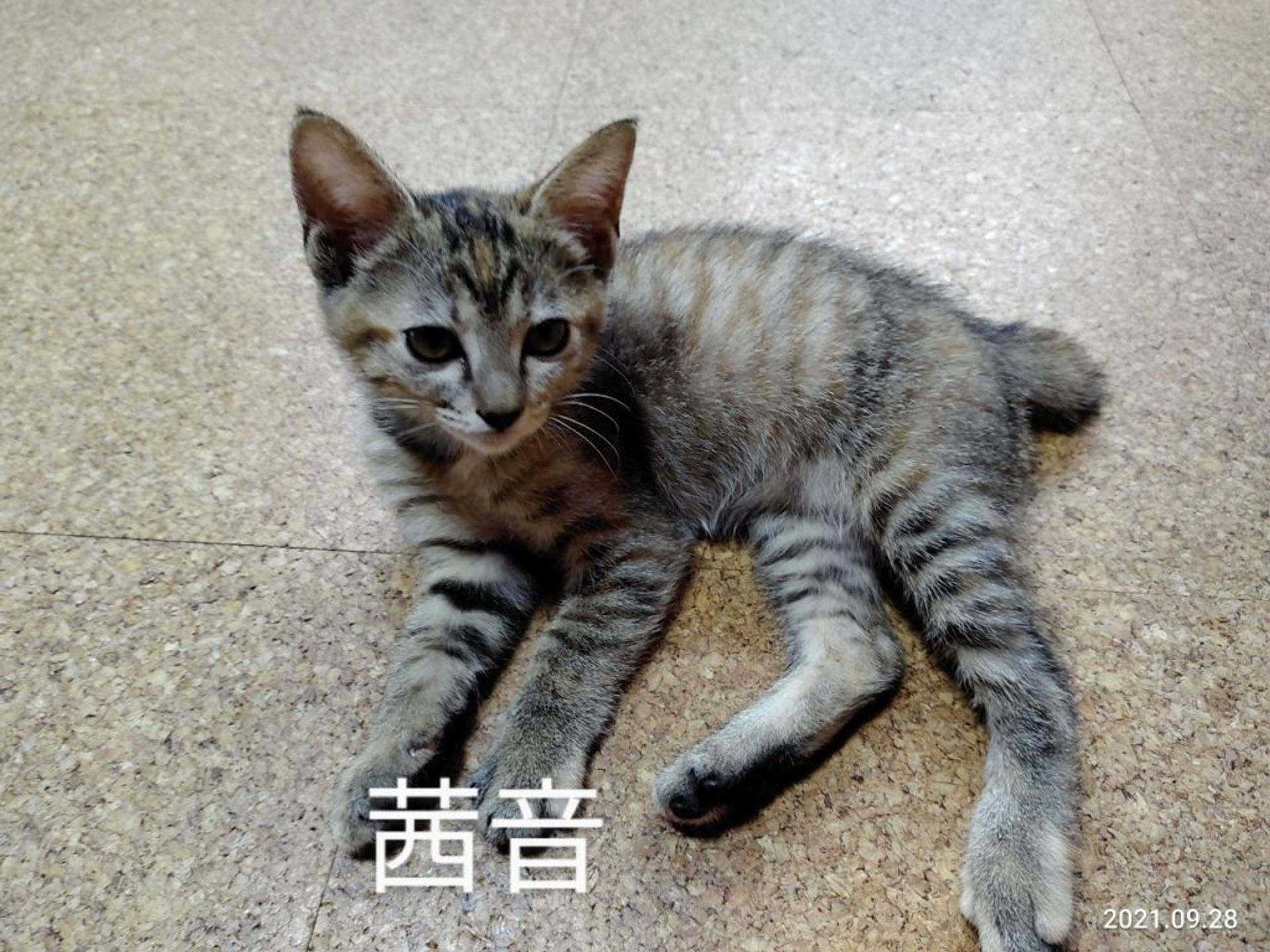 pet-image-6