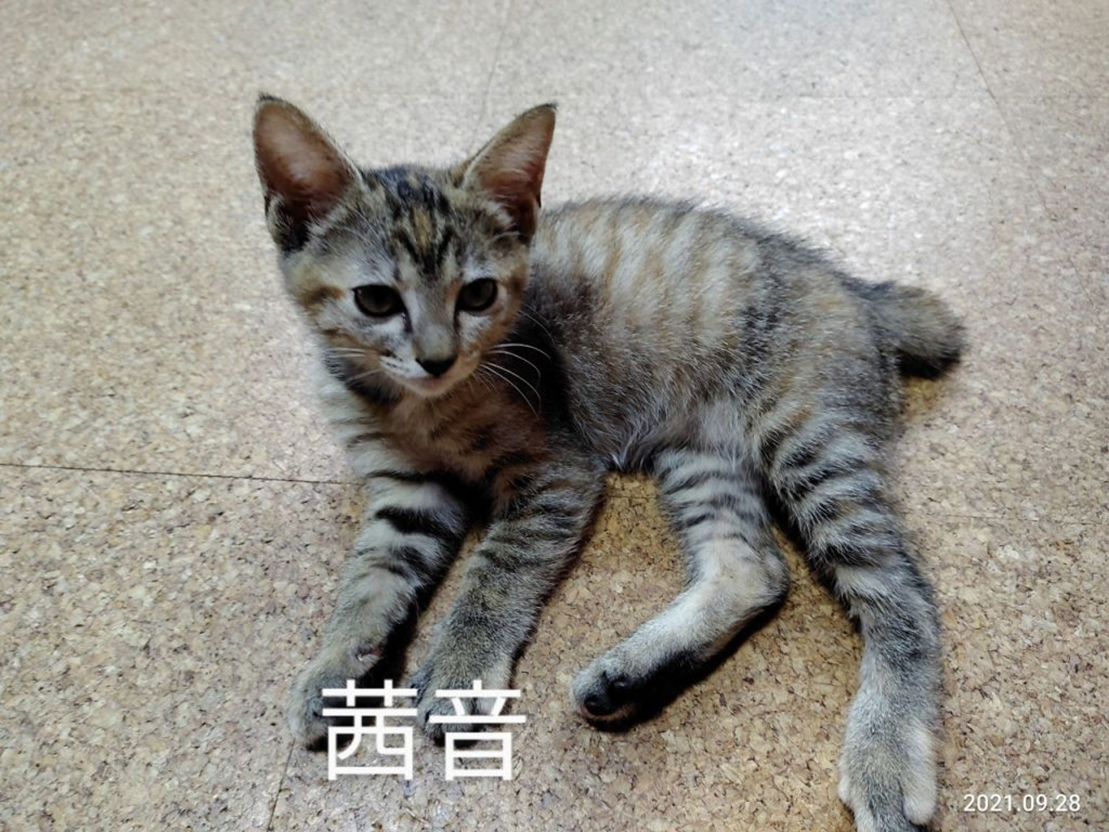 pet-image-6