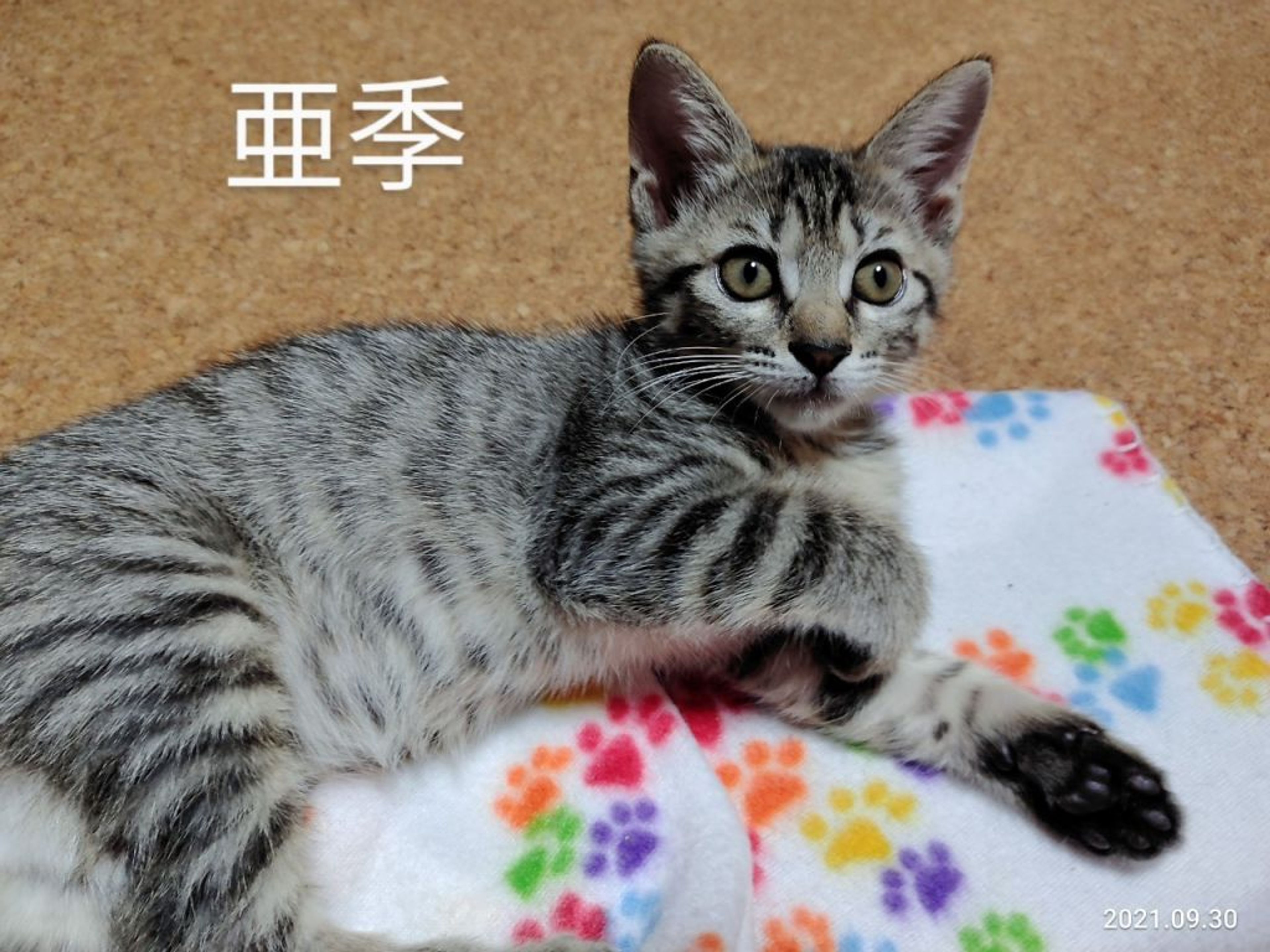 雑種（ミックス猫）・メスの里親募集の写真