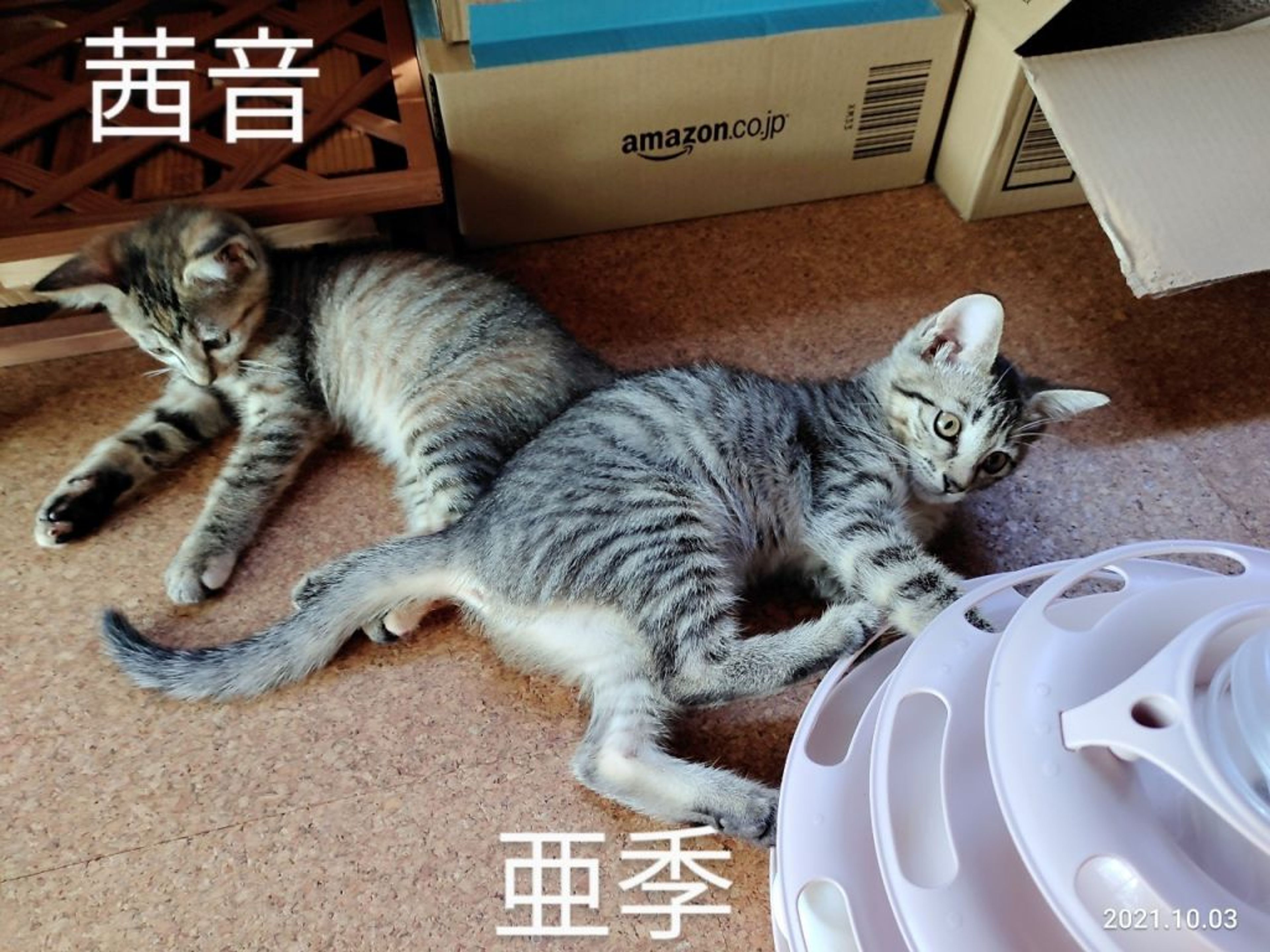 pet-image-4