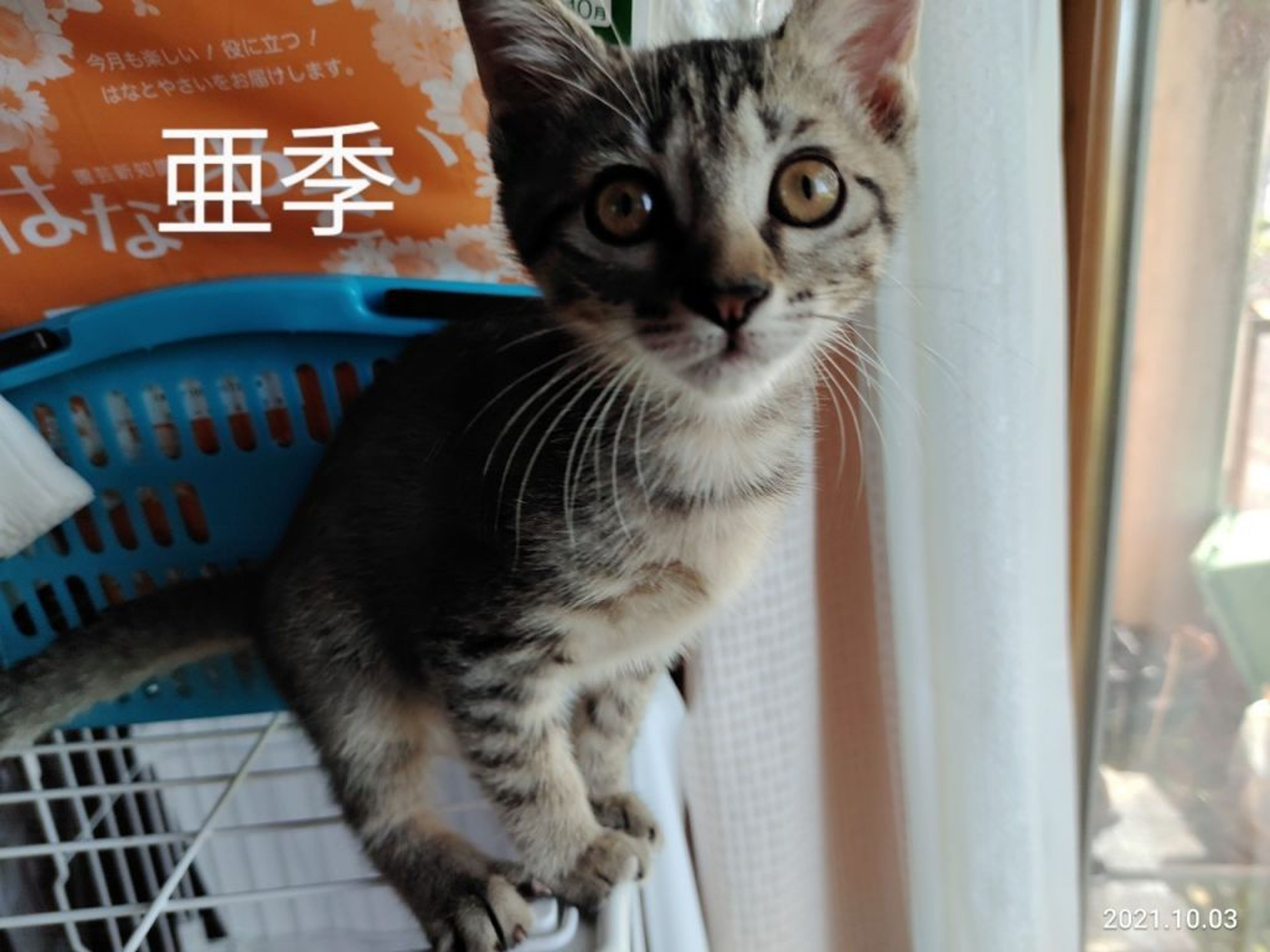 pet-image-5