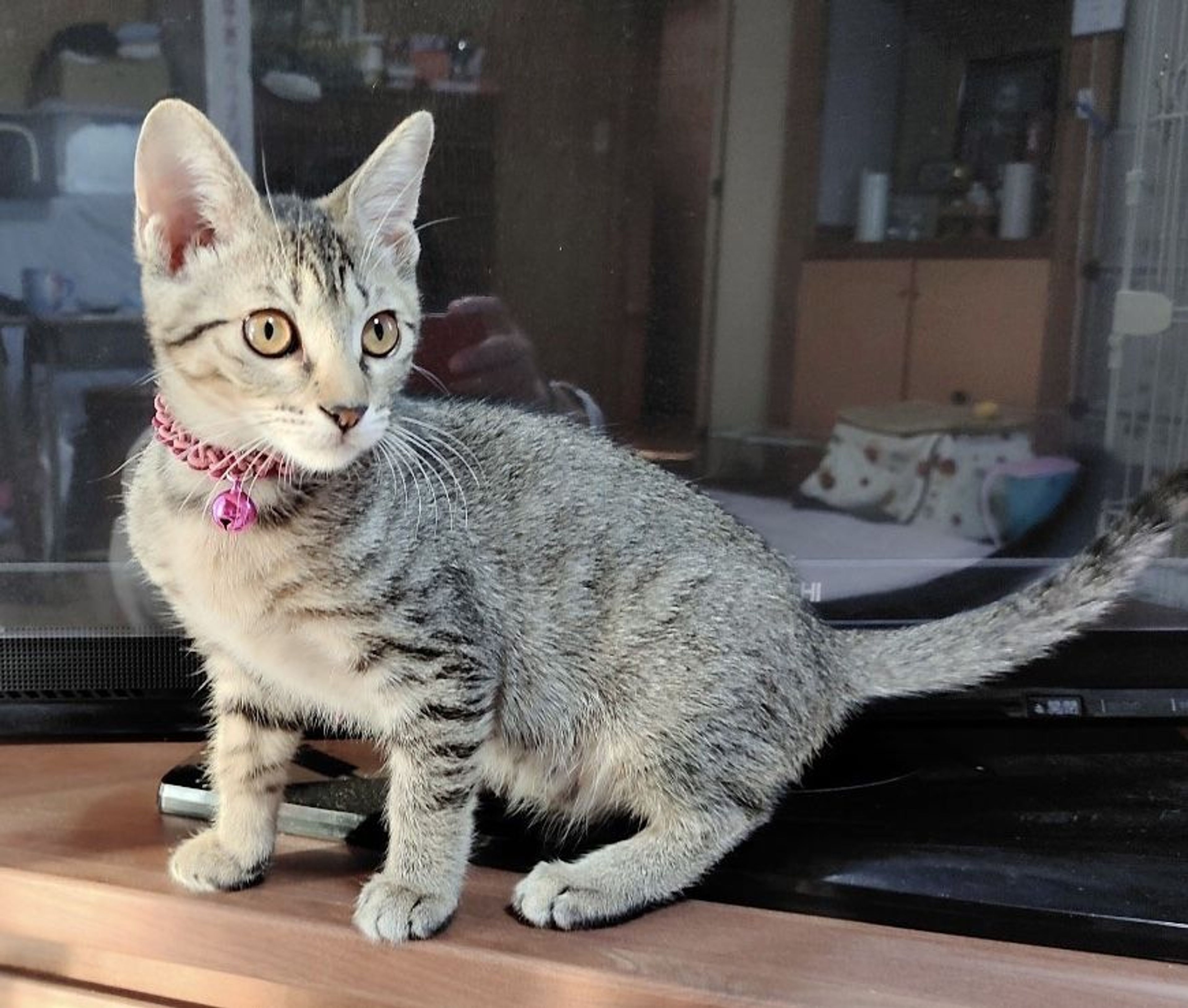 pet-image-2