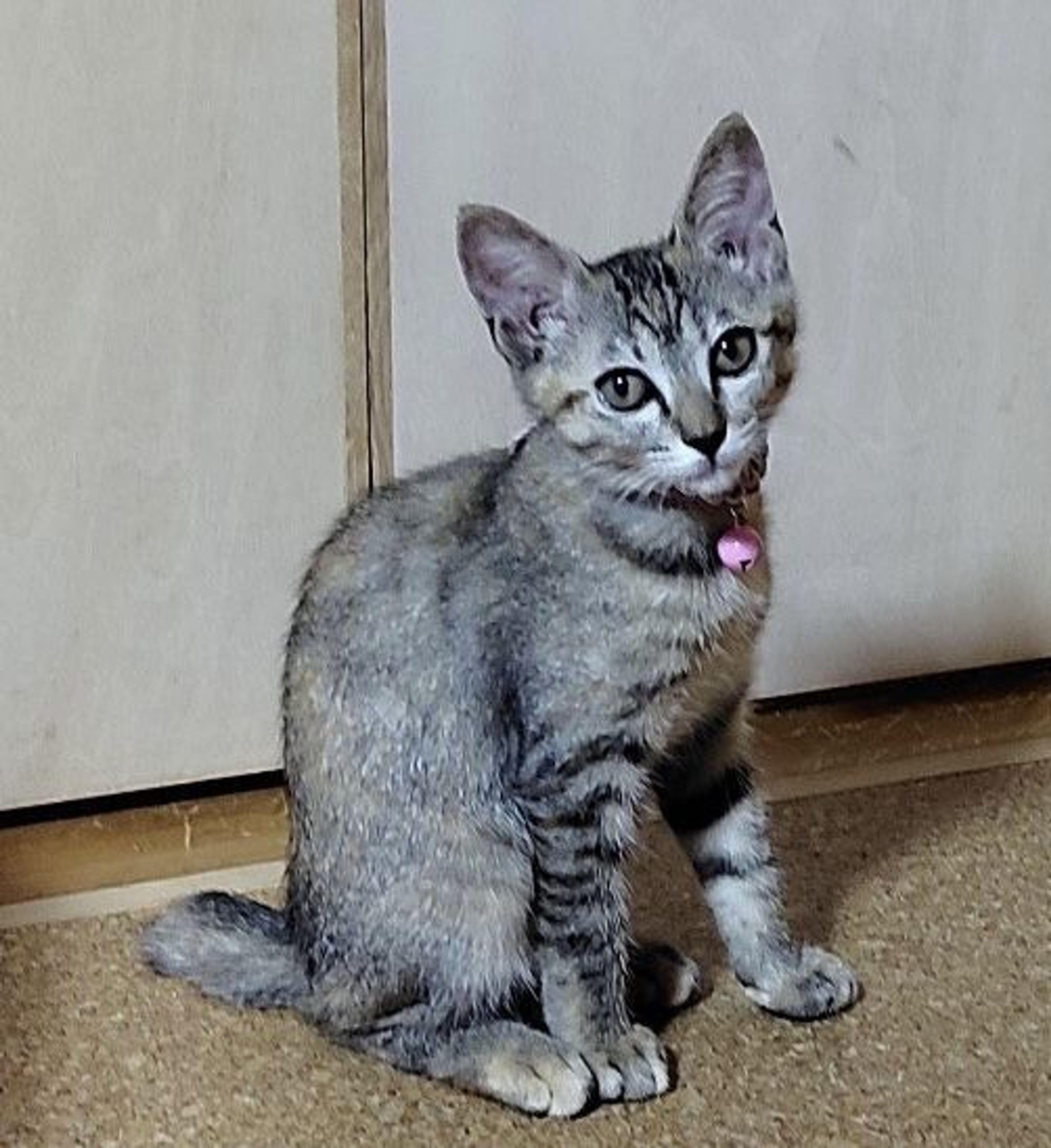 pet-image-3