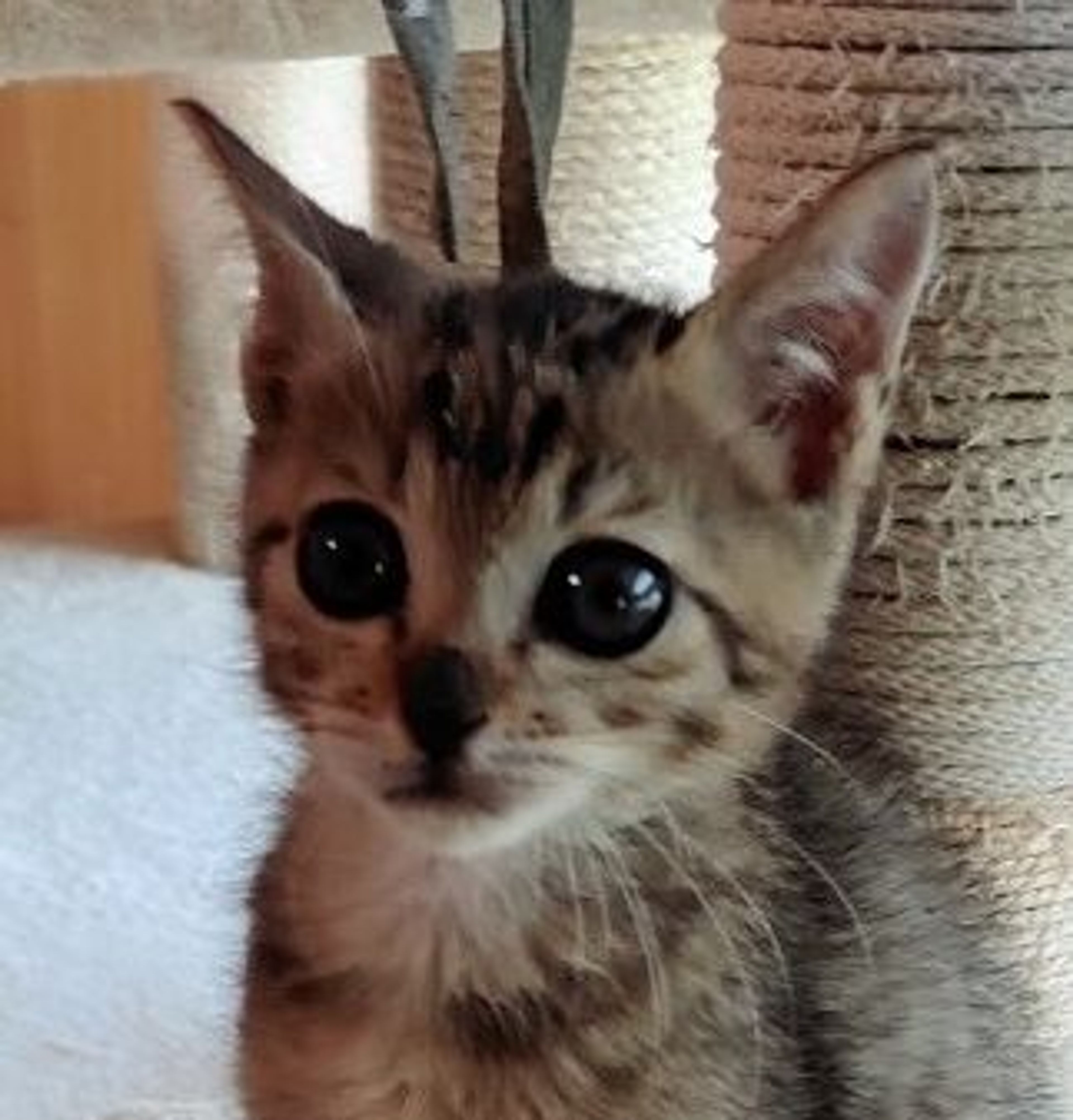 雑種（ミックス猫）・オスの里親募集の写真