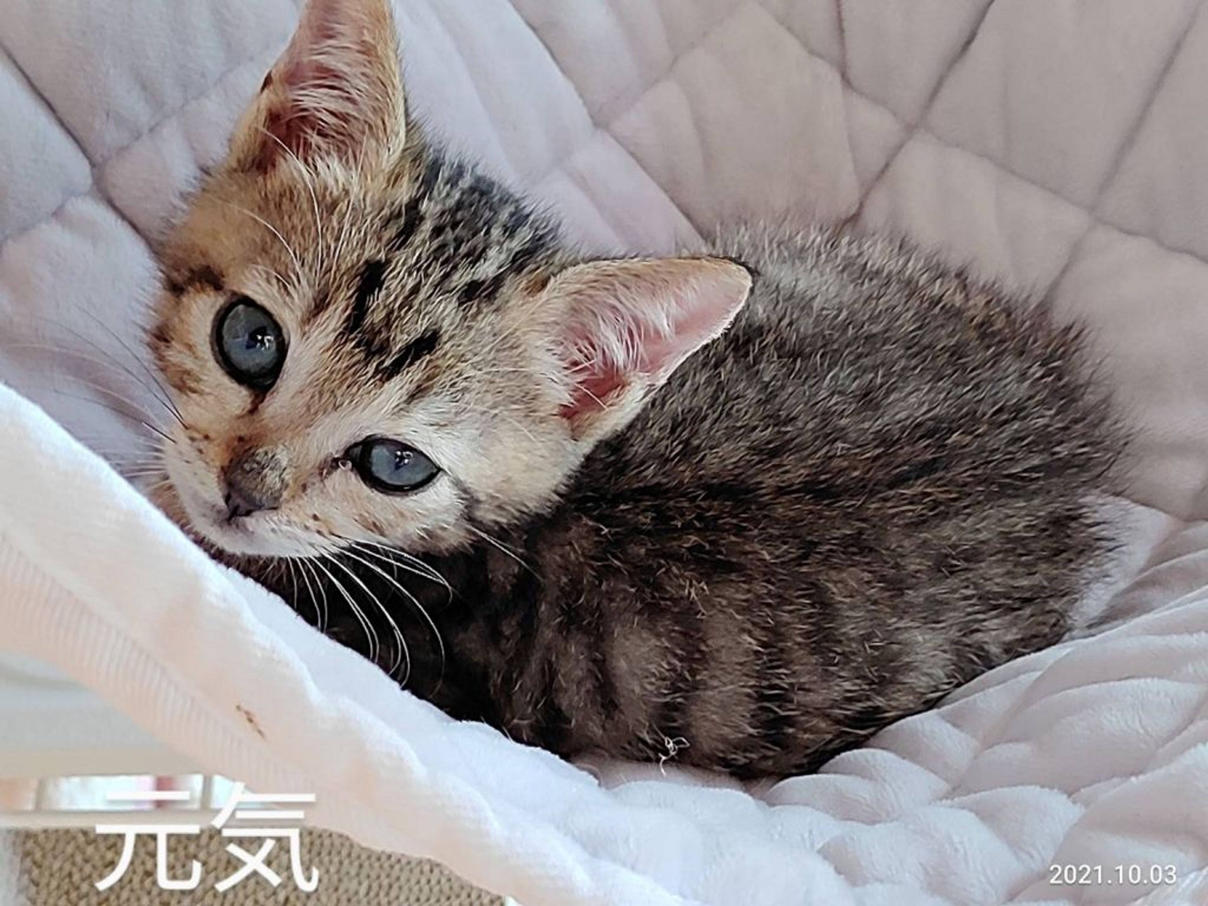 pet-image-3