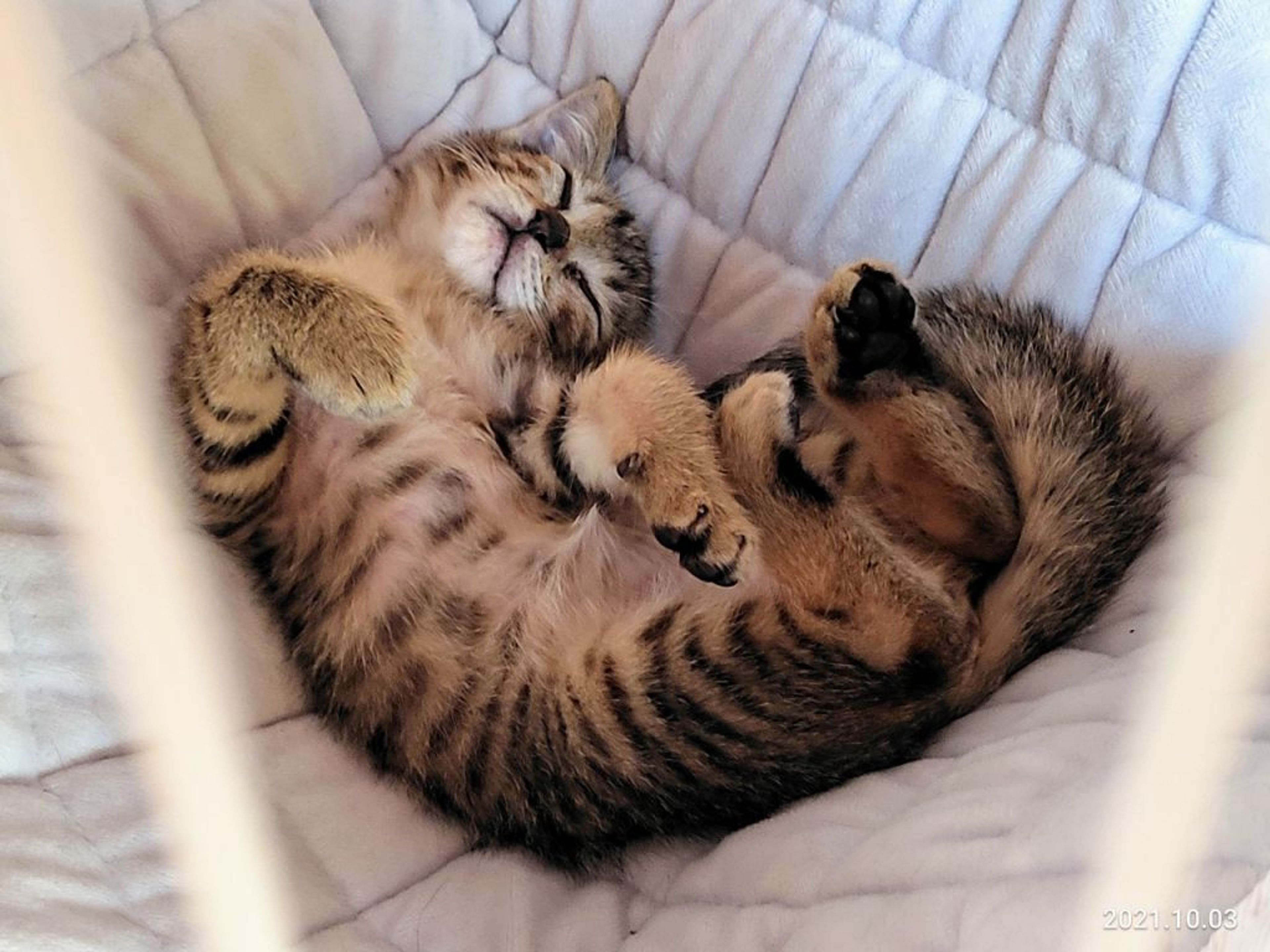 pet-image-4