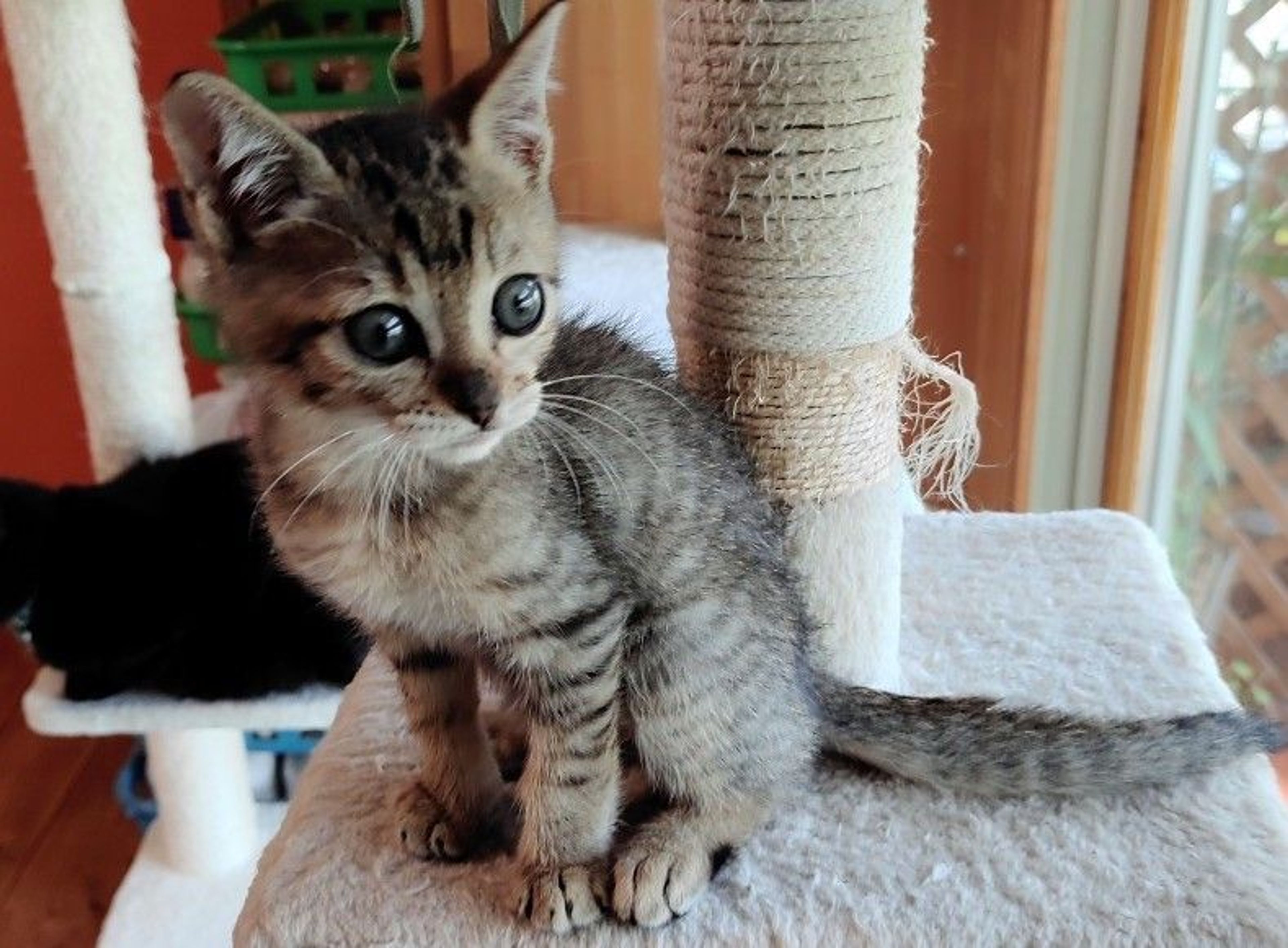 pet-image-5
