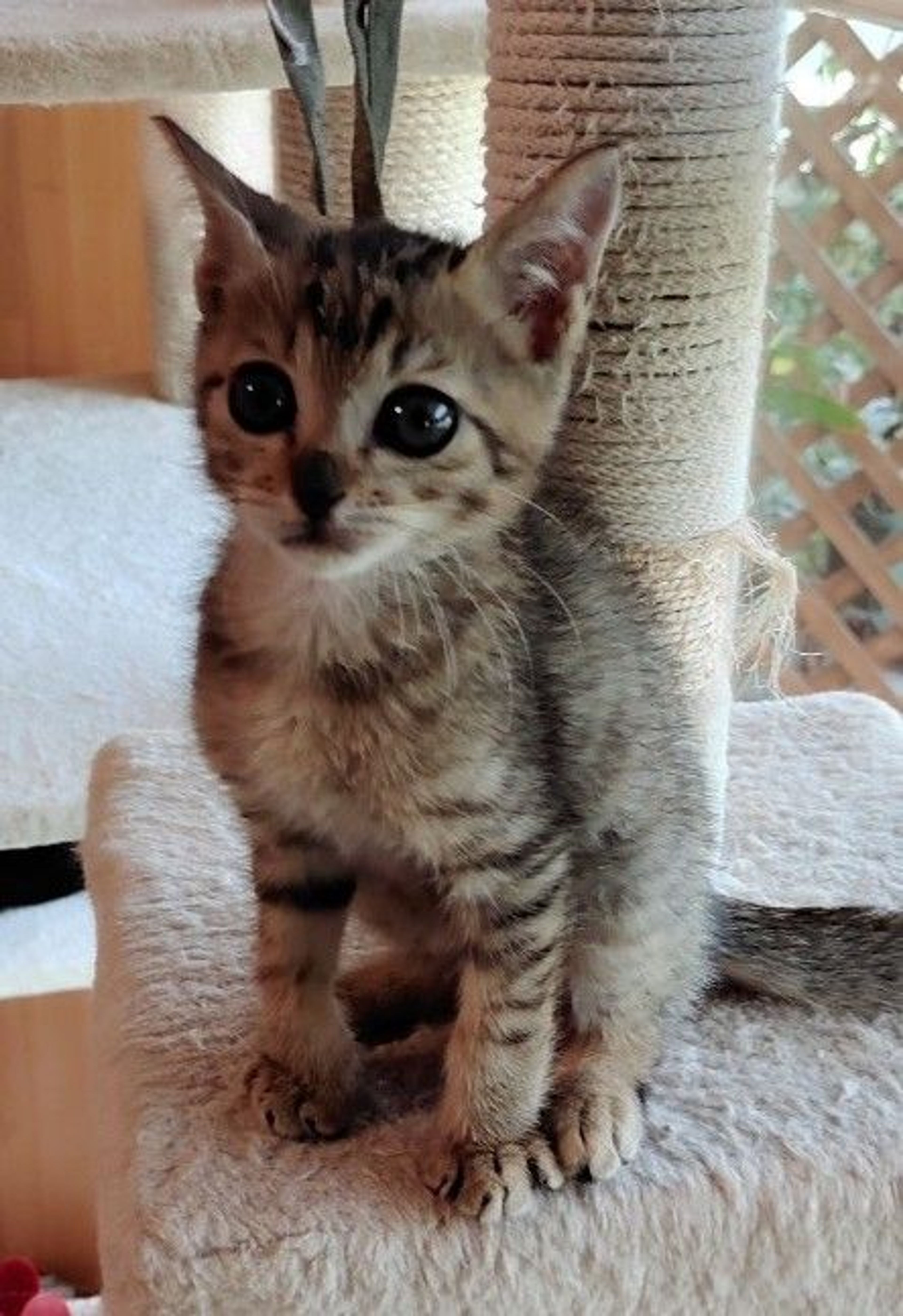 pet-image-7