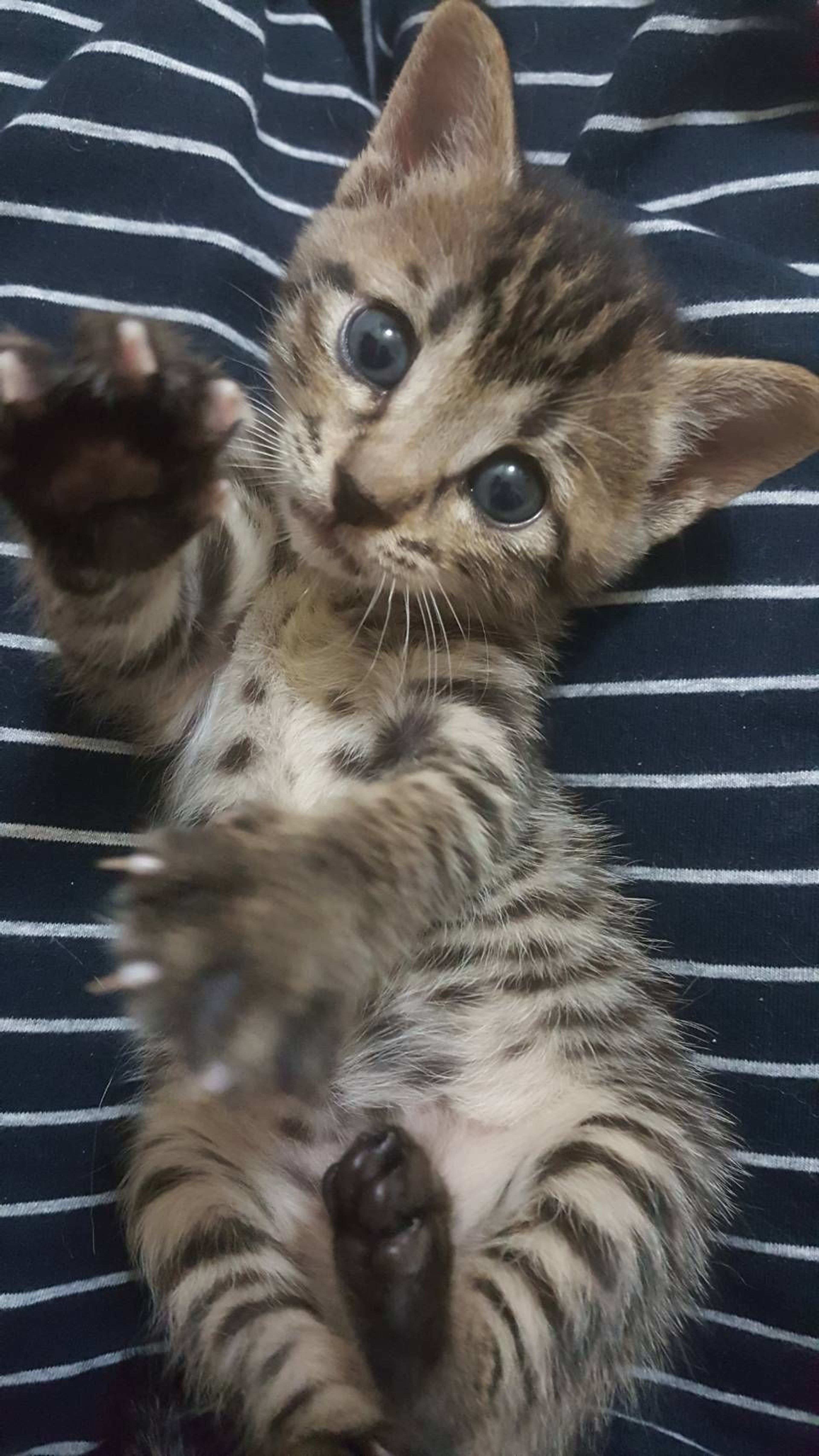 pet-image-3
