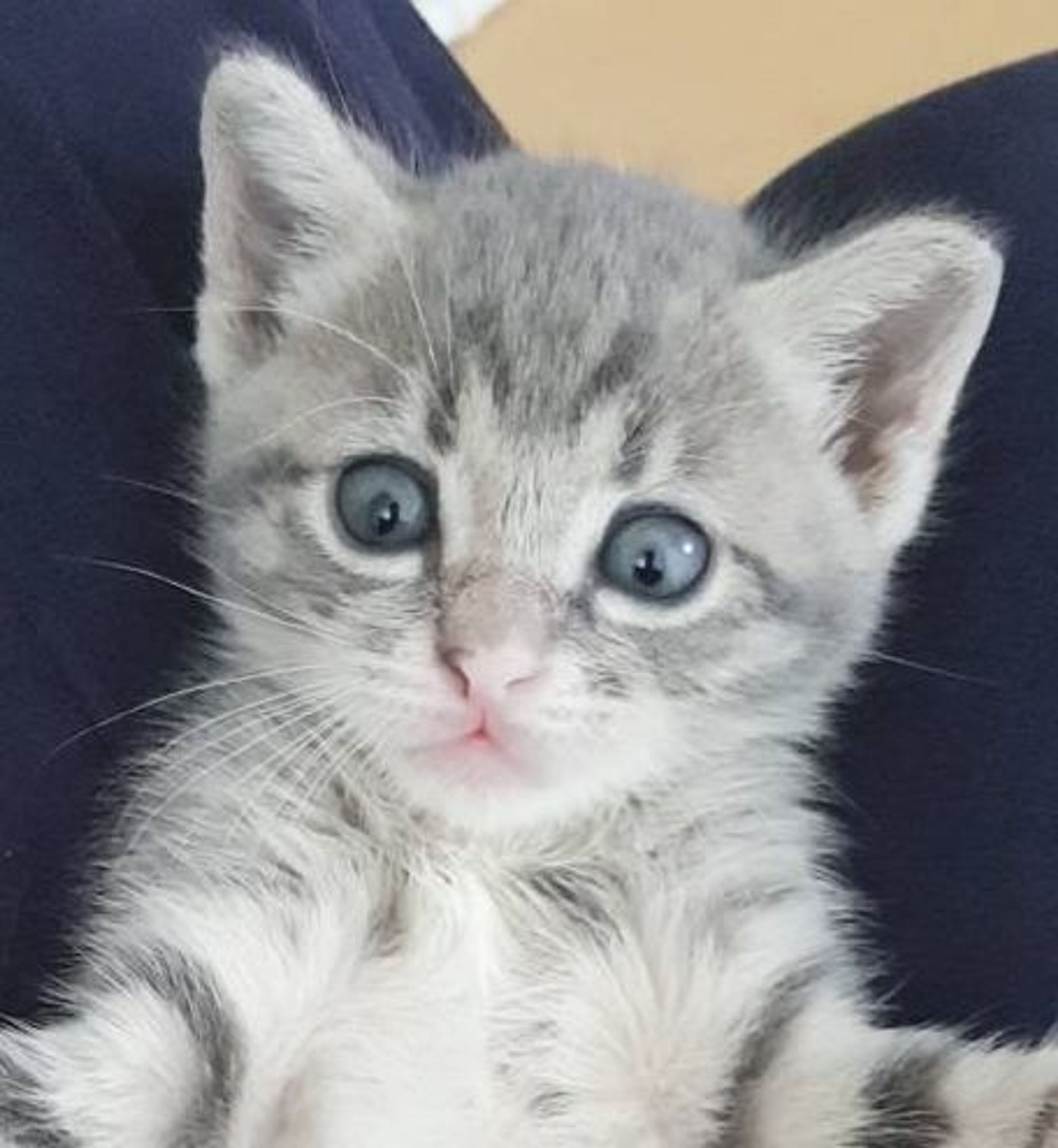 雑種（ミックス猫）・オスの里親募集の写真
