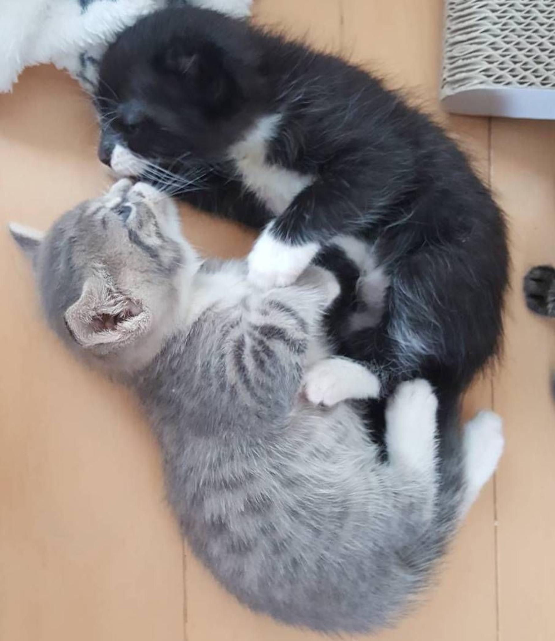 pet-image-3
