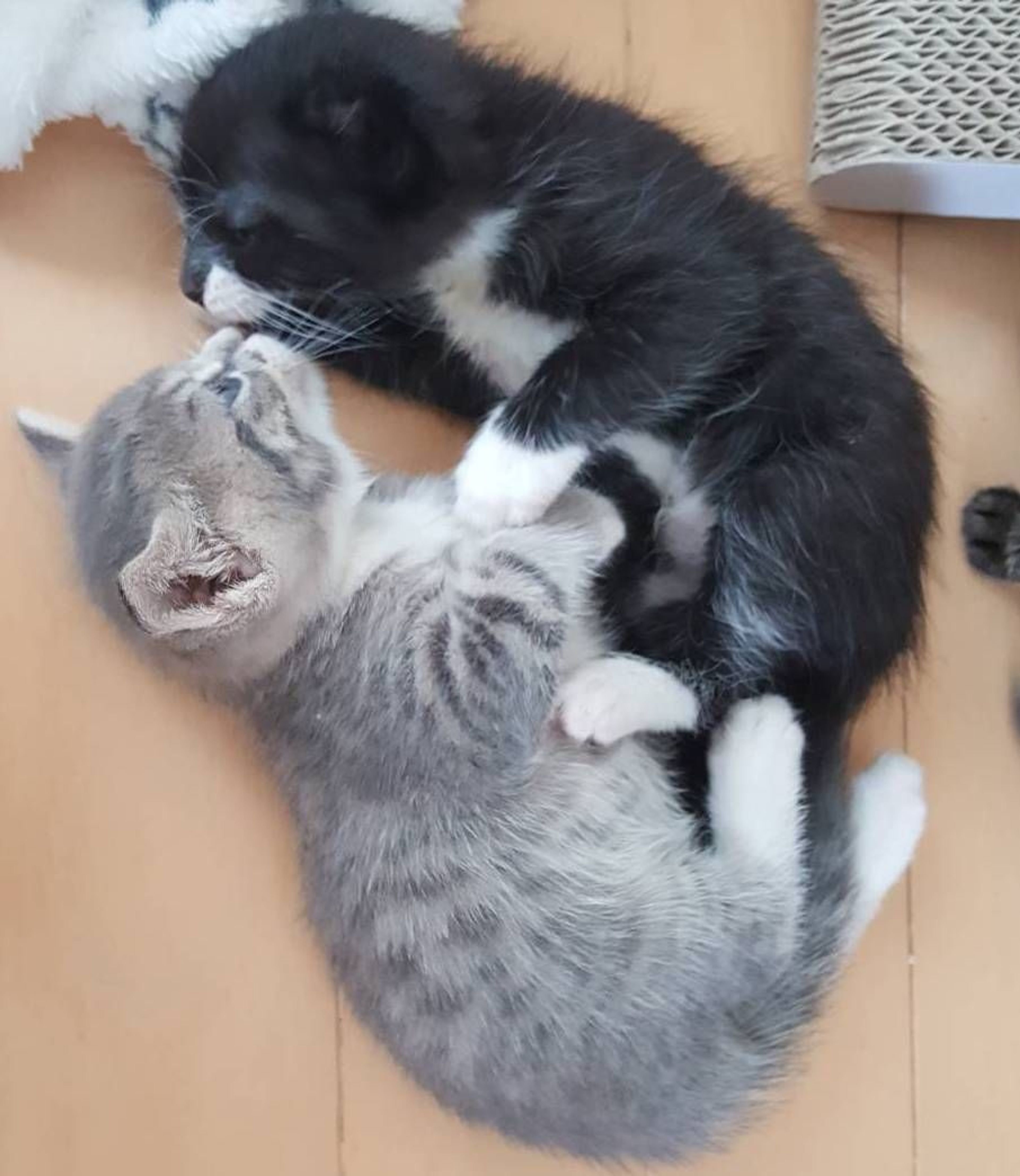 pet-image-3