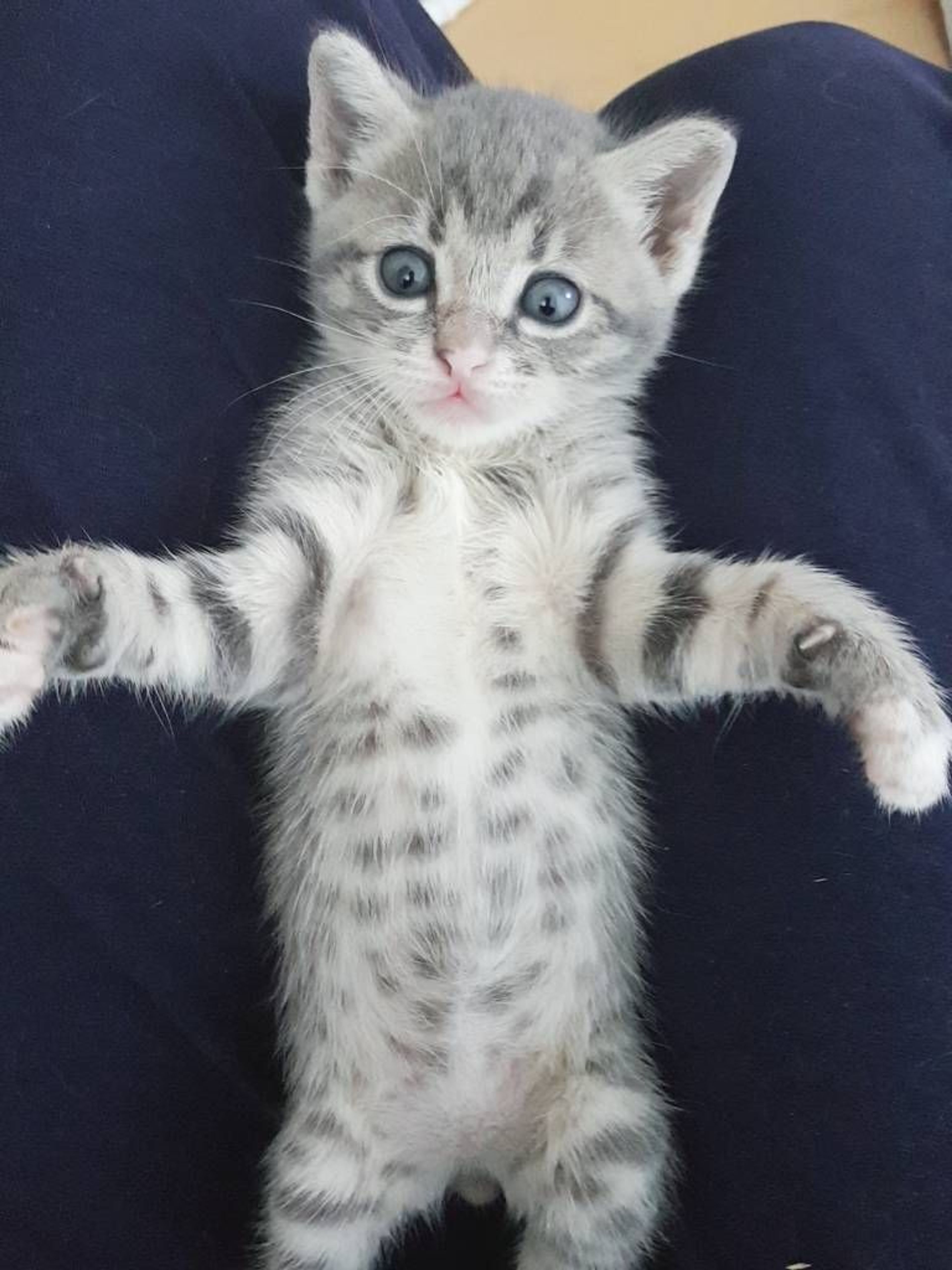 pet-image-5