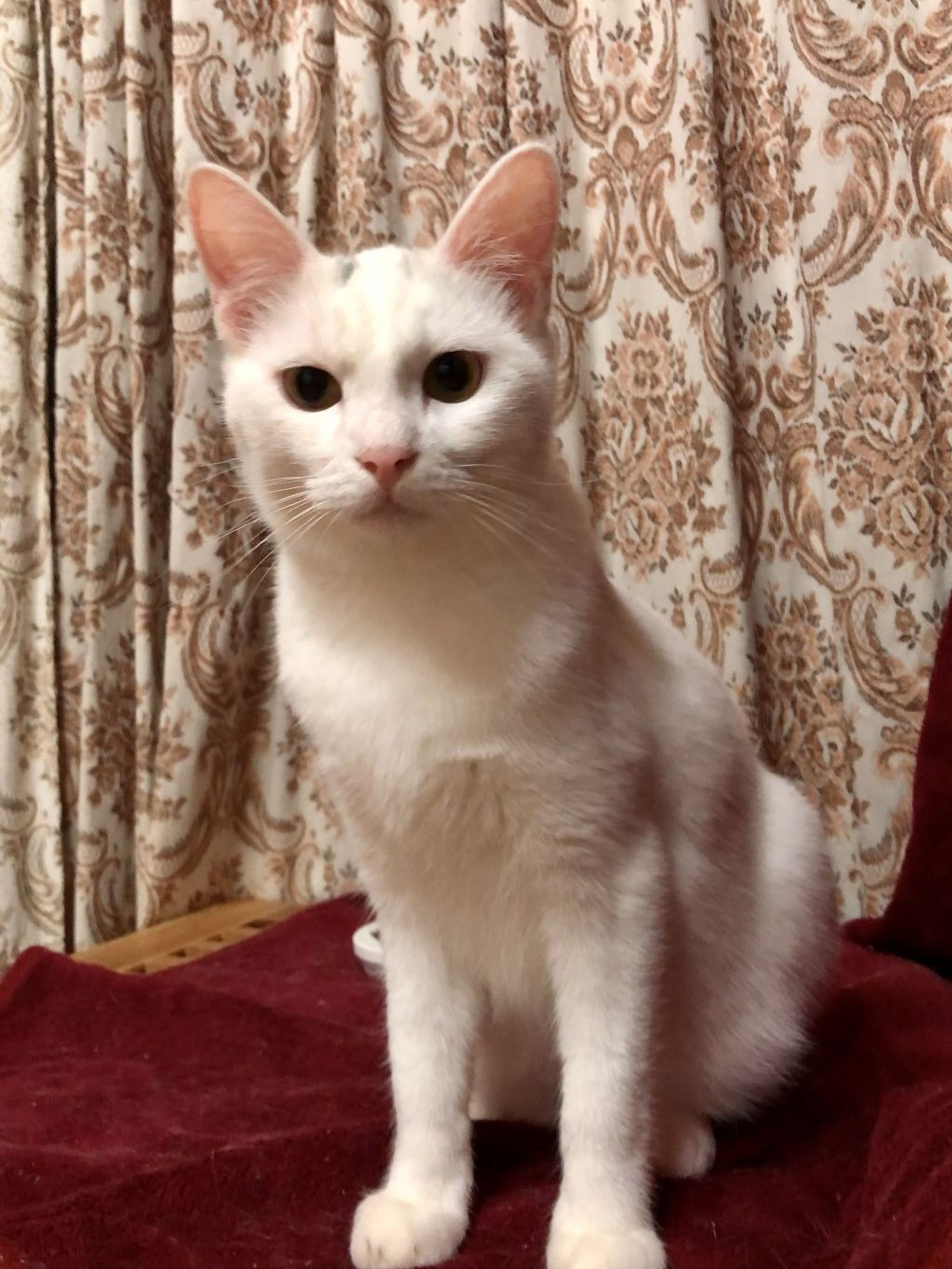 雑種（ミックス猫）・オスの里親募集の写真