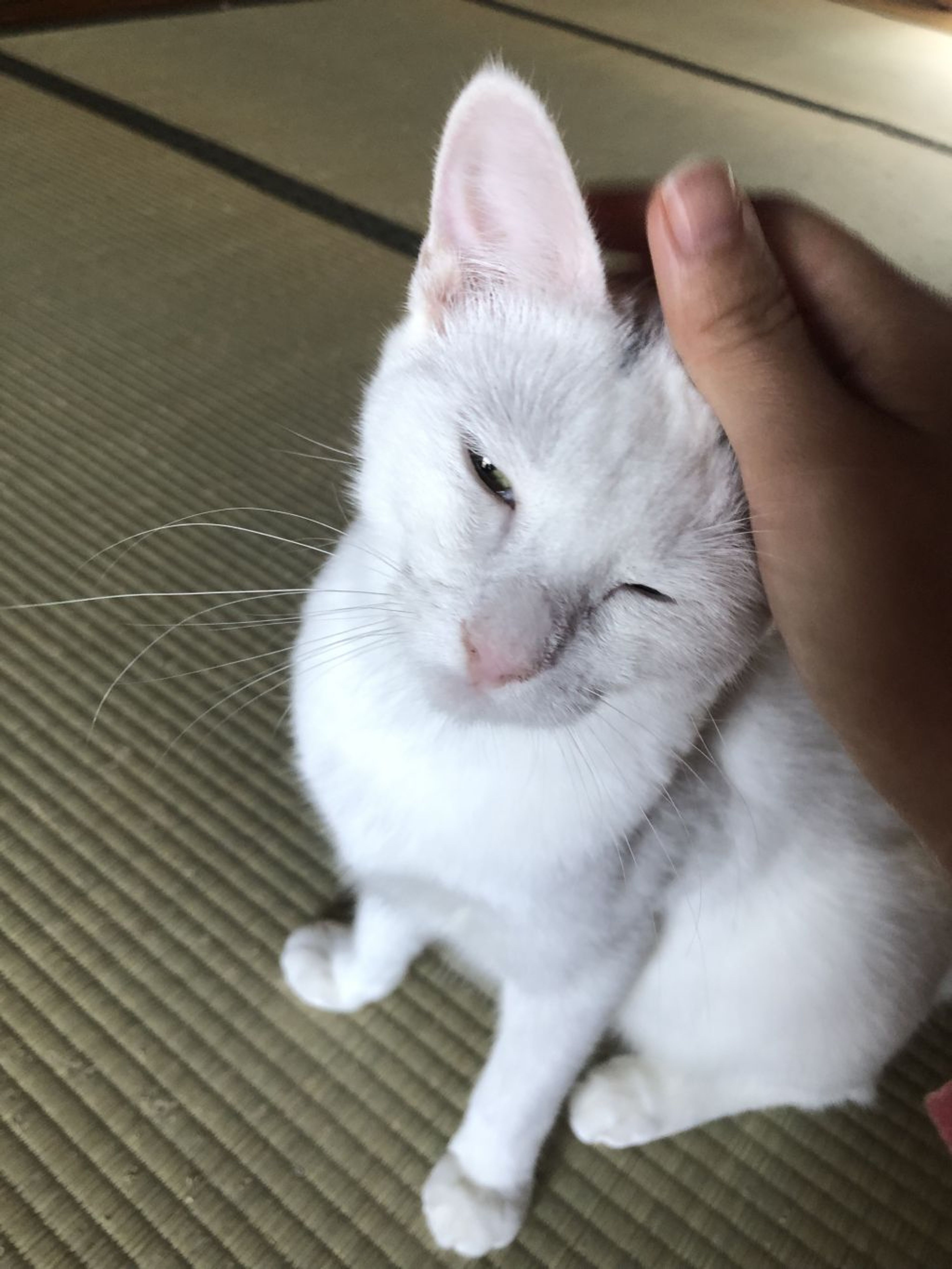 pet-image-2