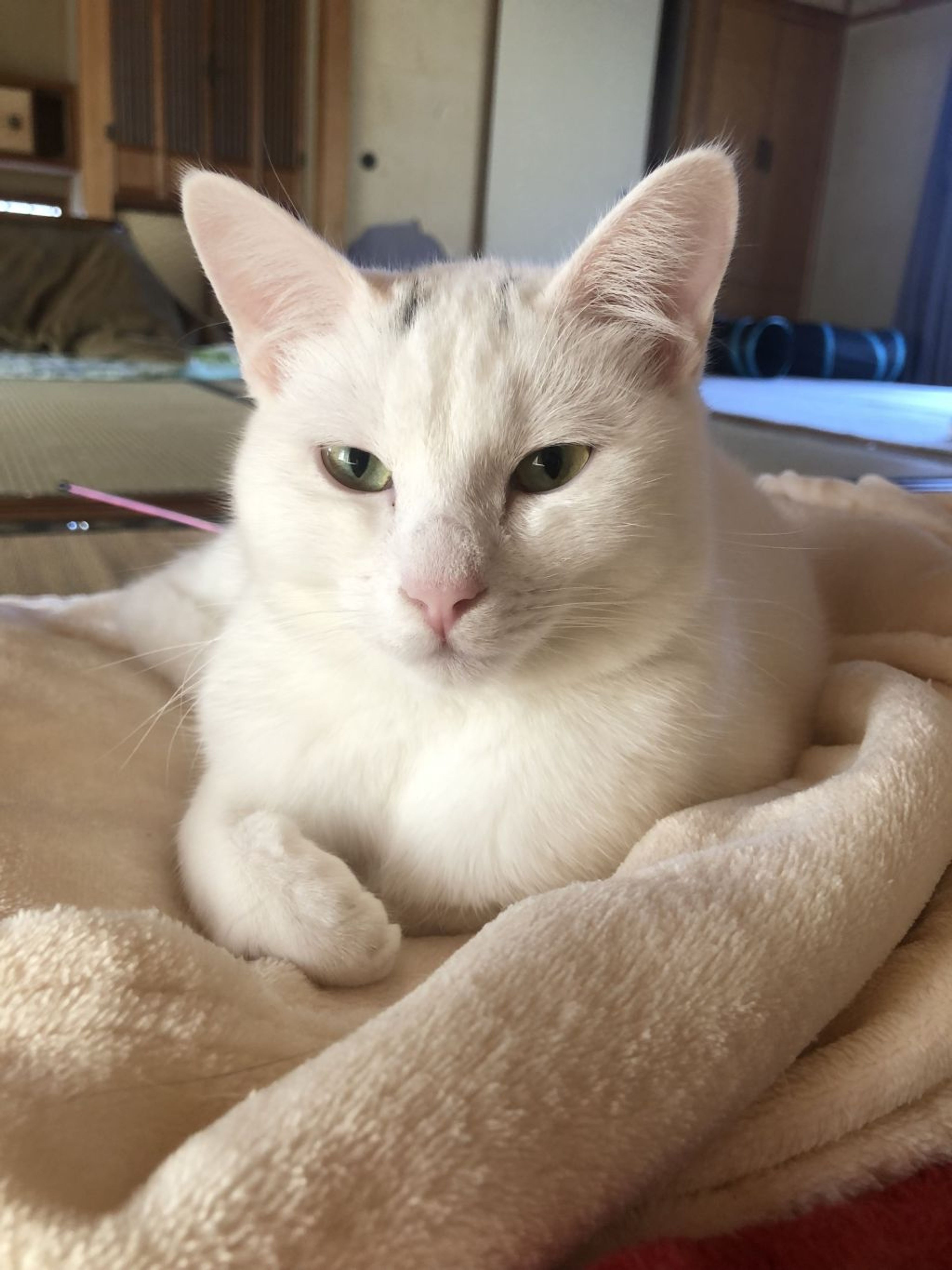 pet-image-3