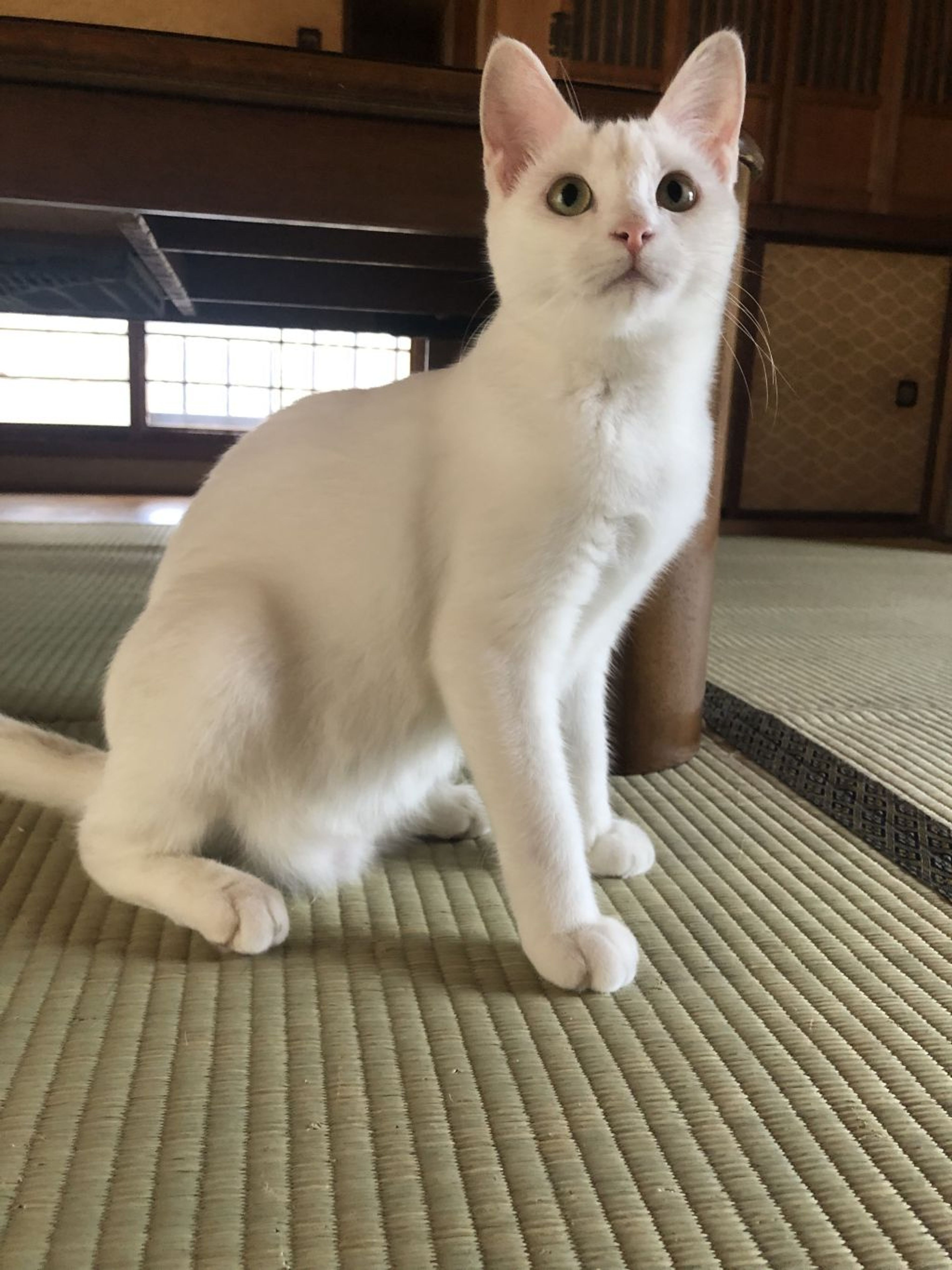 pet-image-5