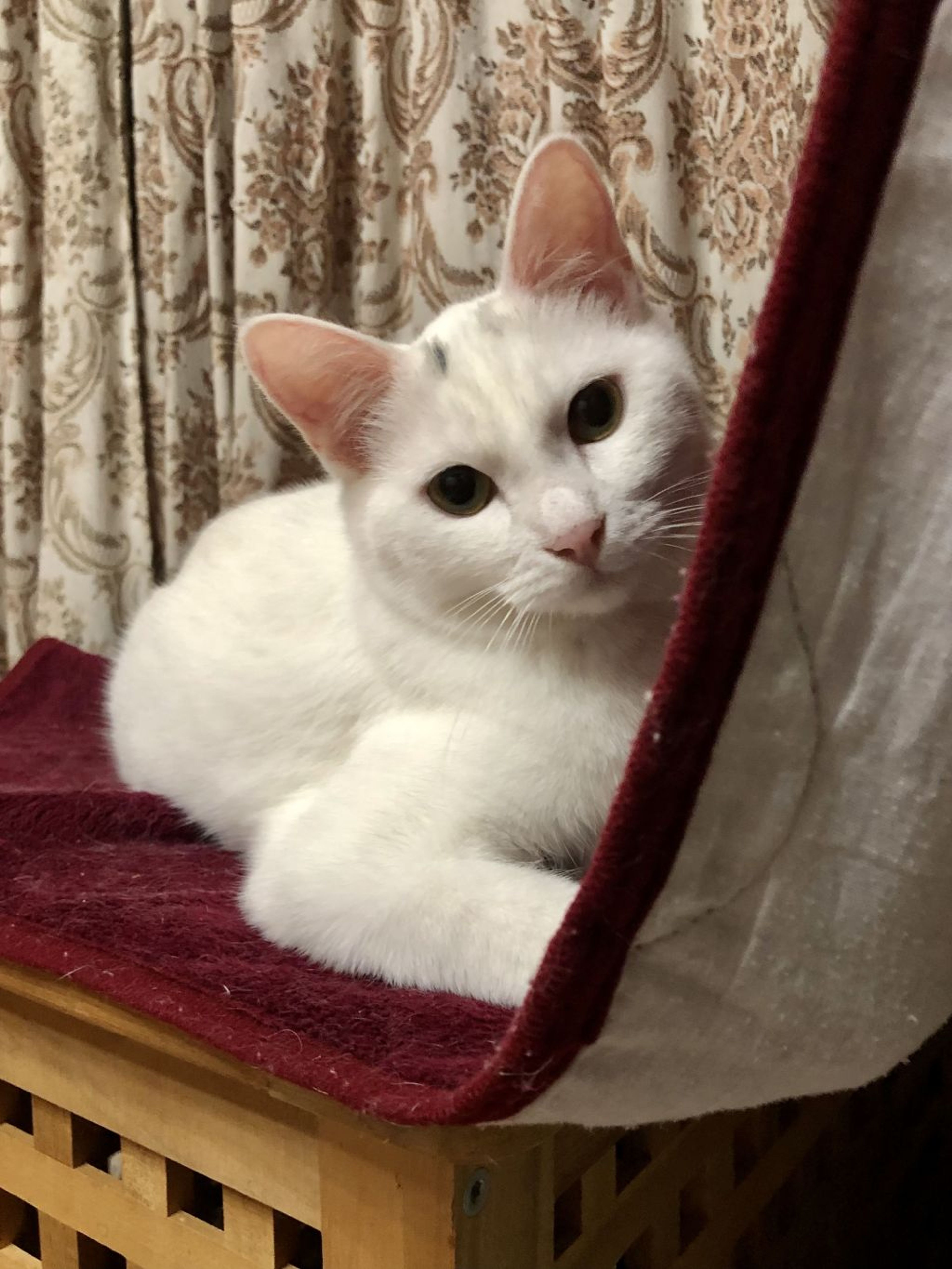 pet-image-6