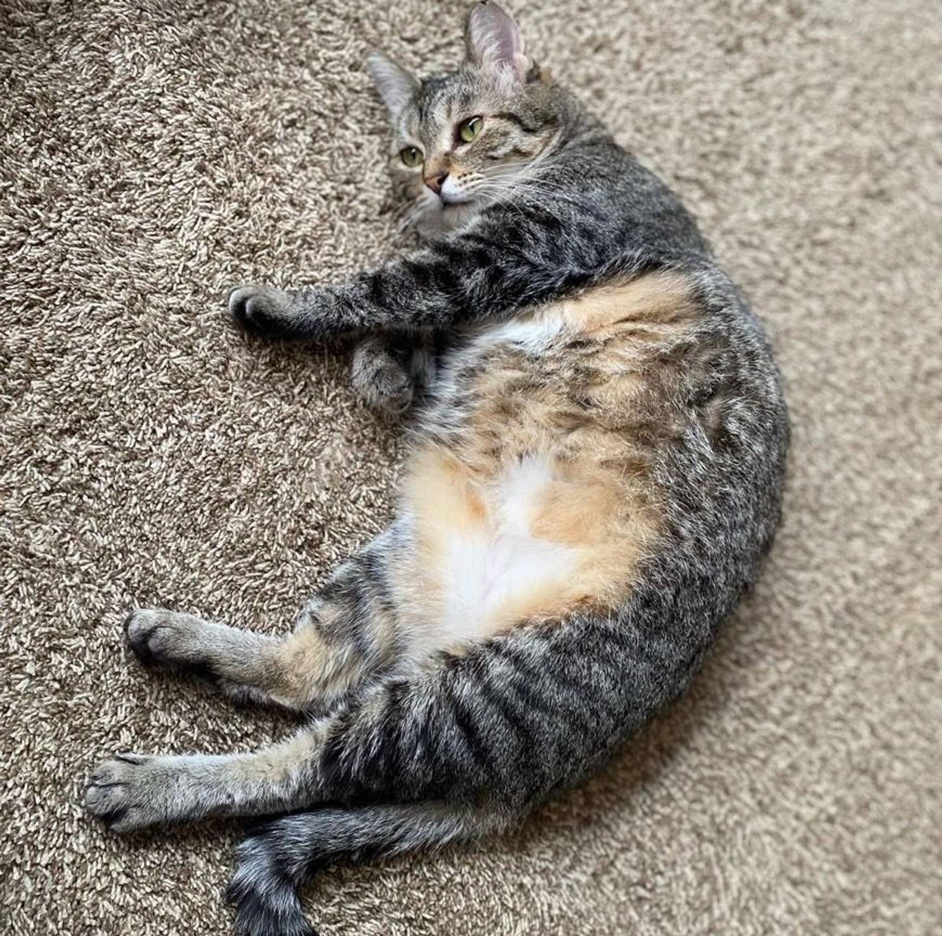雑種（ミックス猫）・メスの里親募集の写真