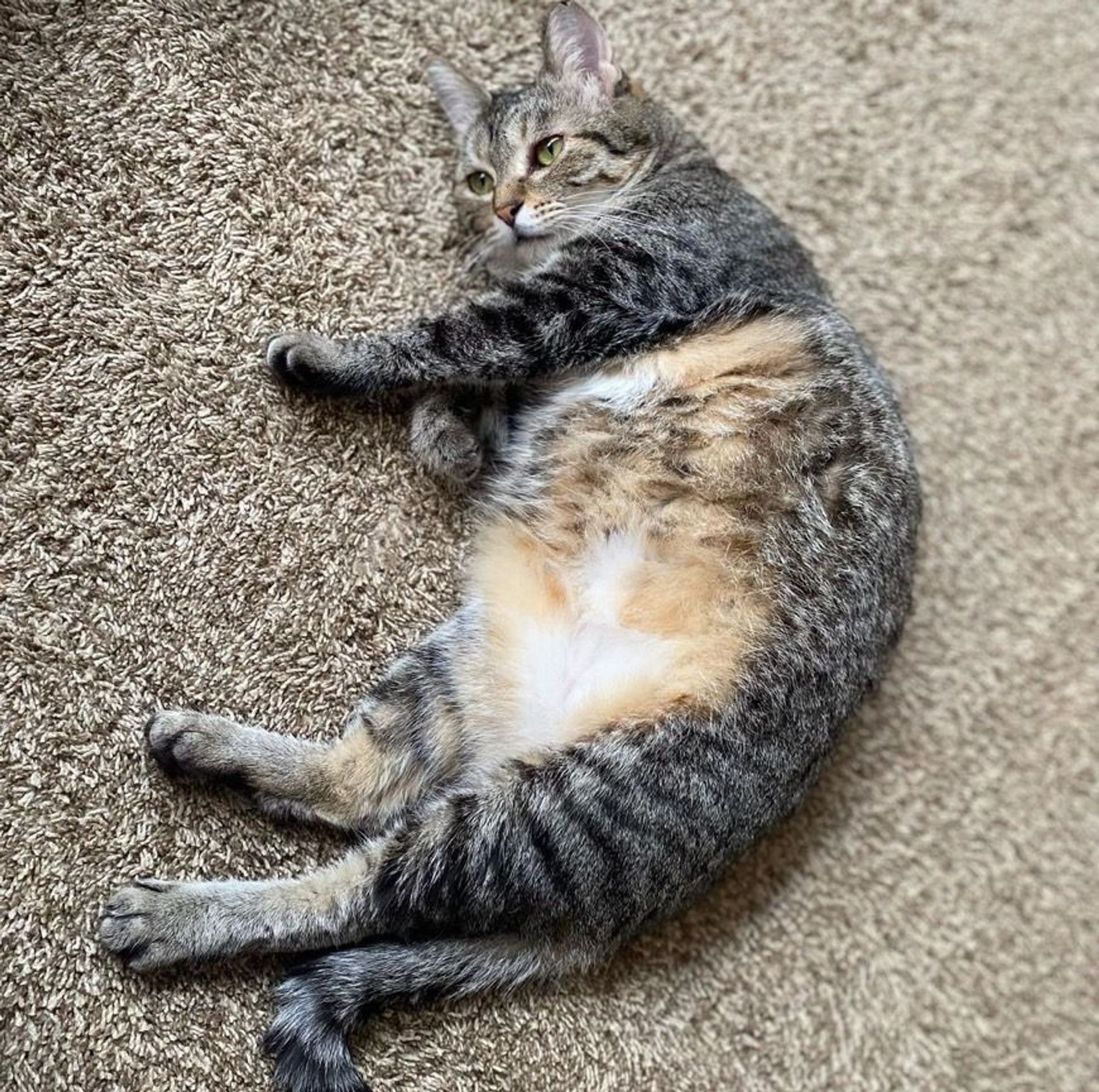 雑種（ミックス猫）・メスの里親募集の写真