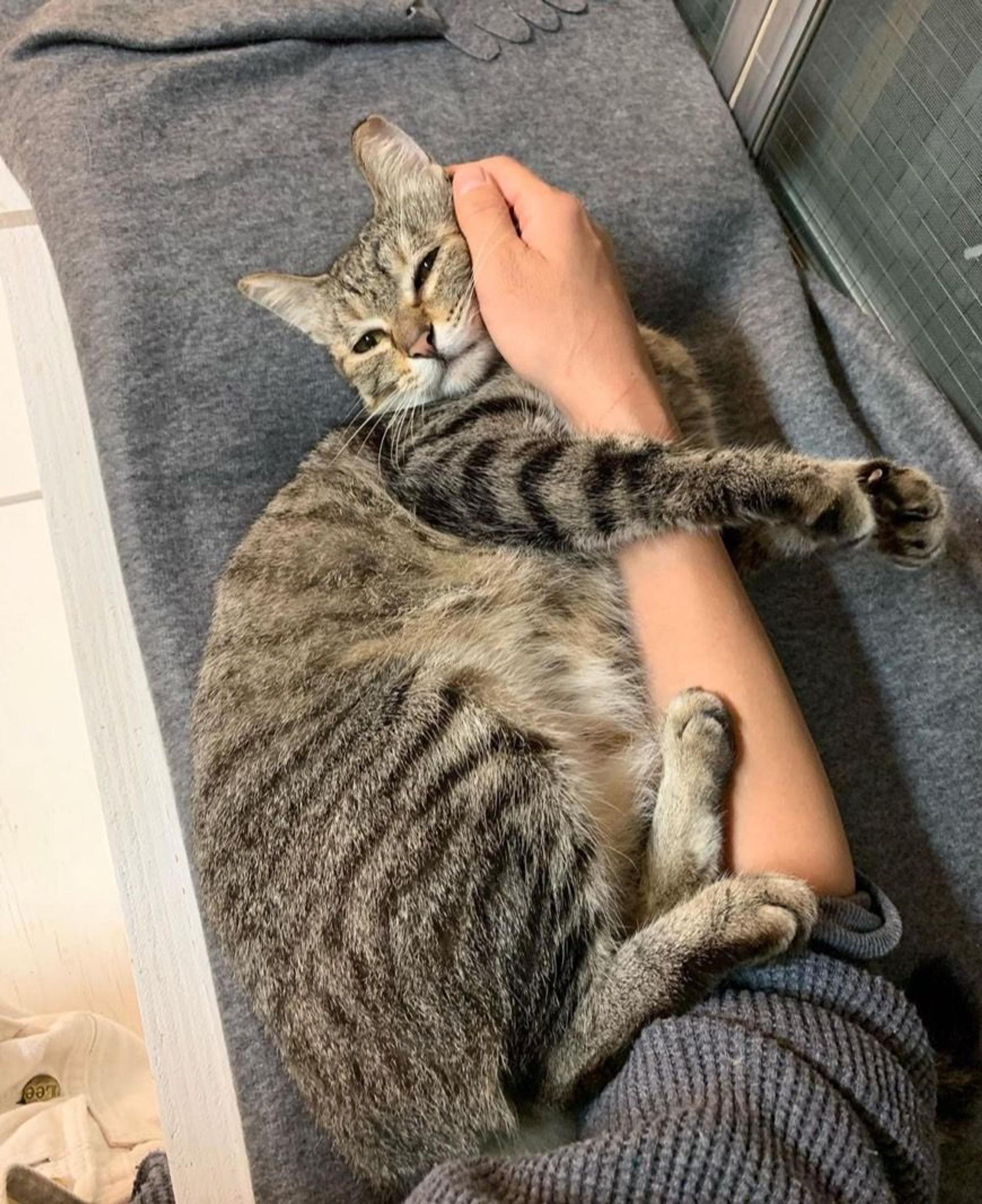 pet-image-3