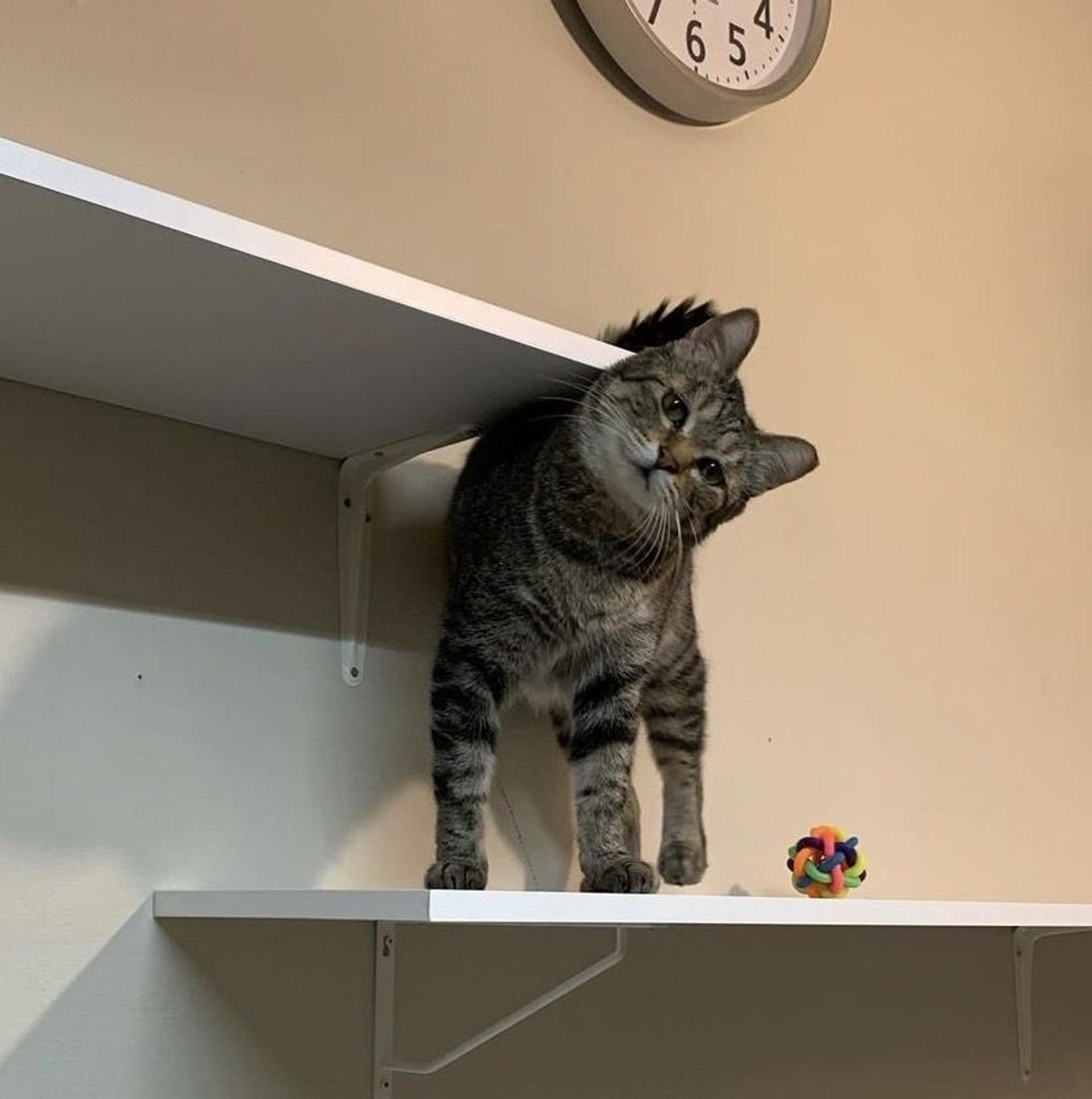 pet-image-4