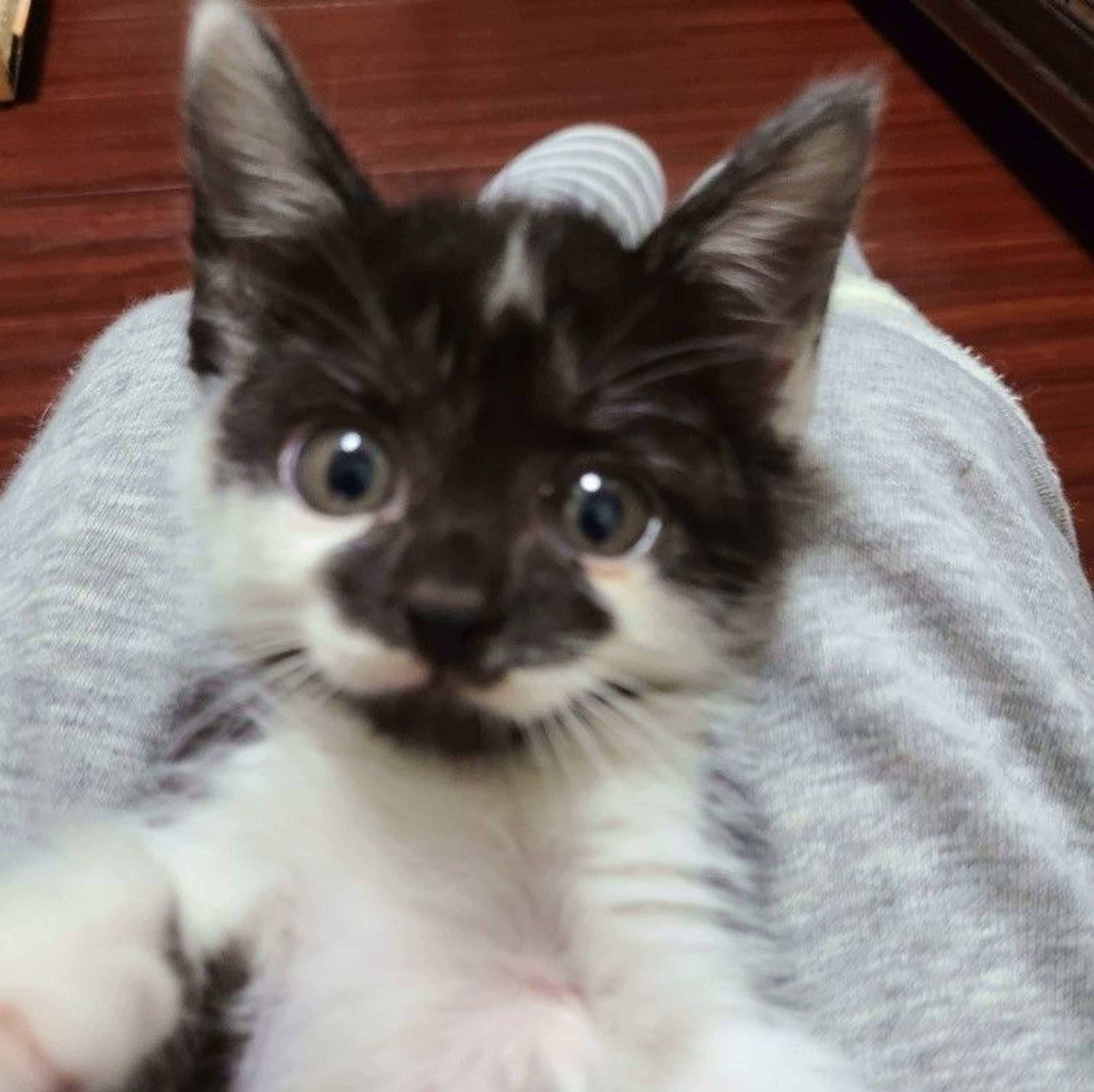 pet-image-3