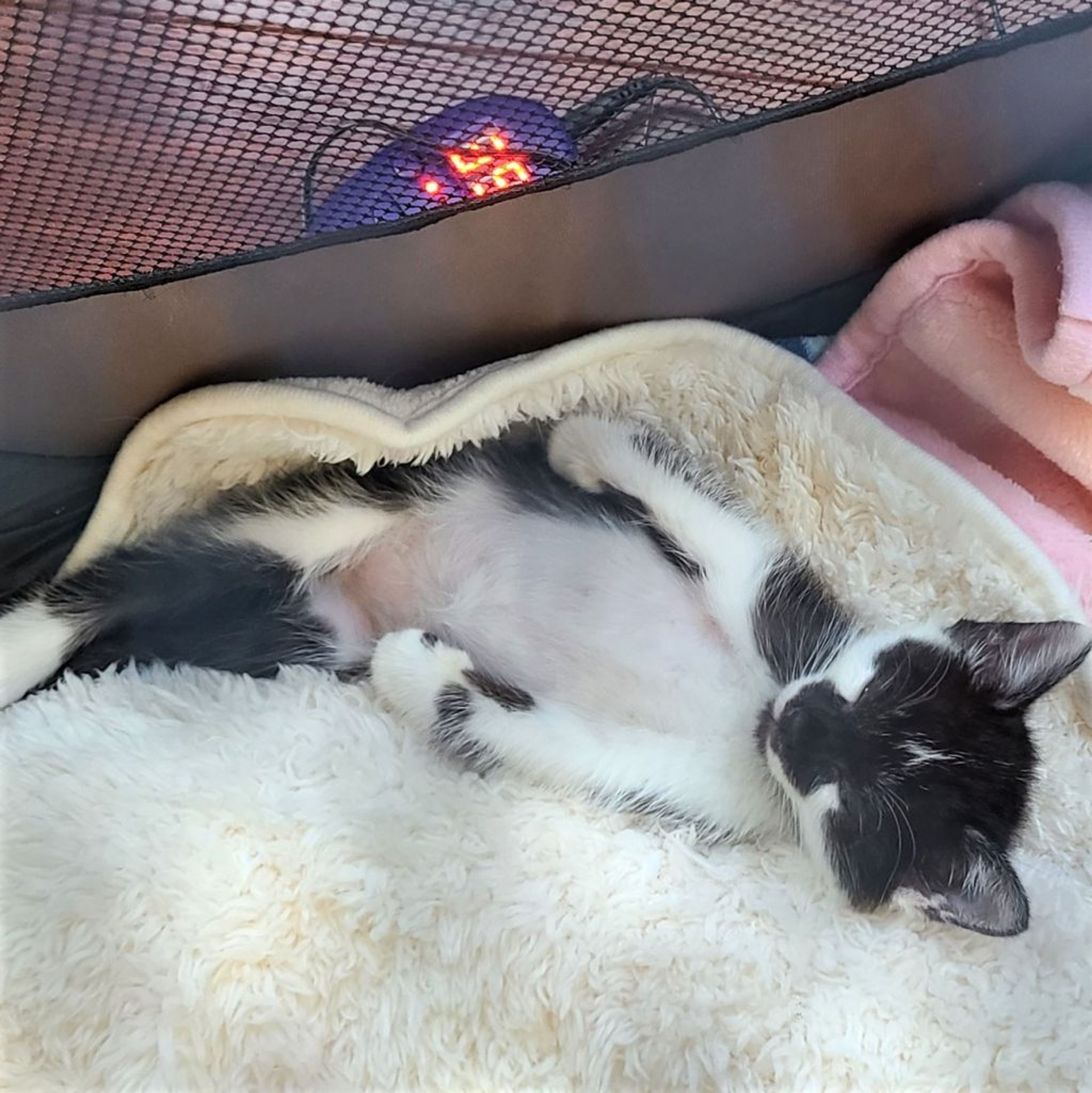 pet-image-5