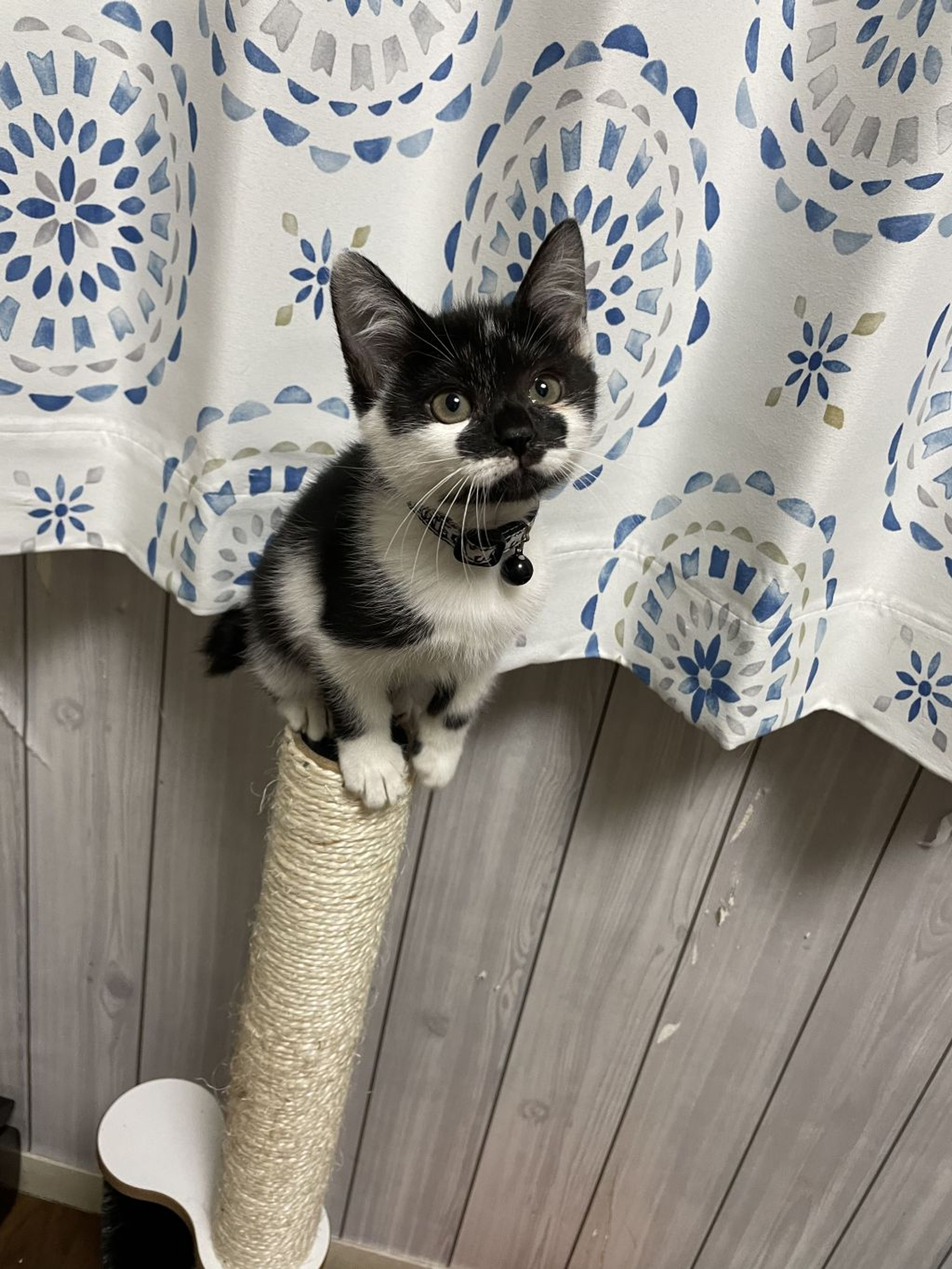 雑種（ミックス猫）・メスの里親募集の写真