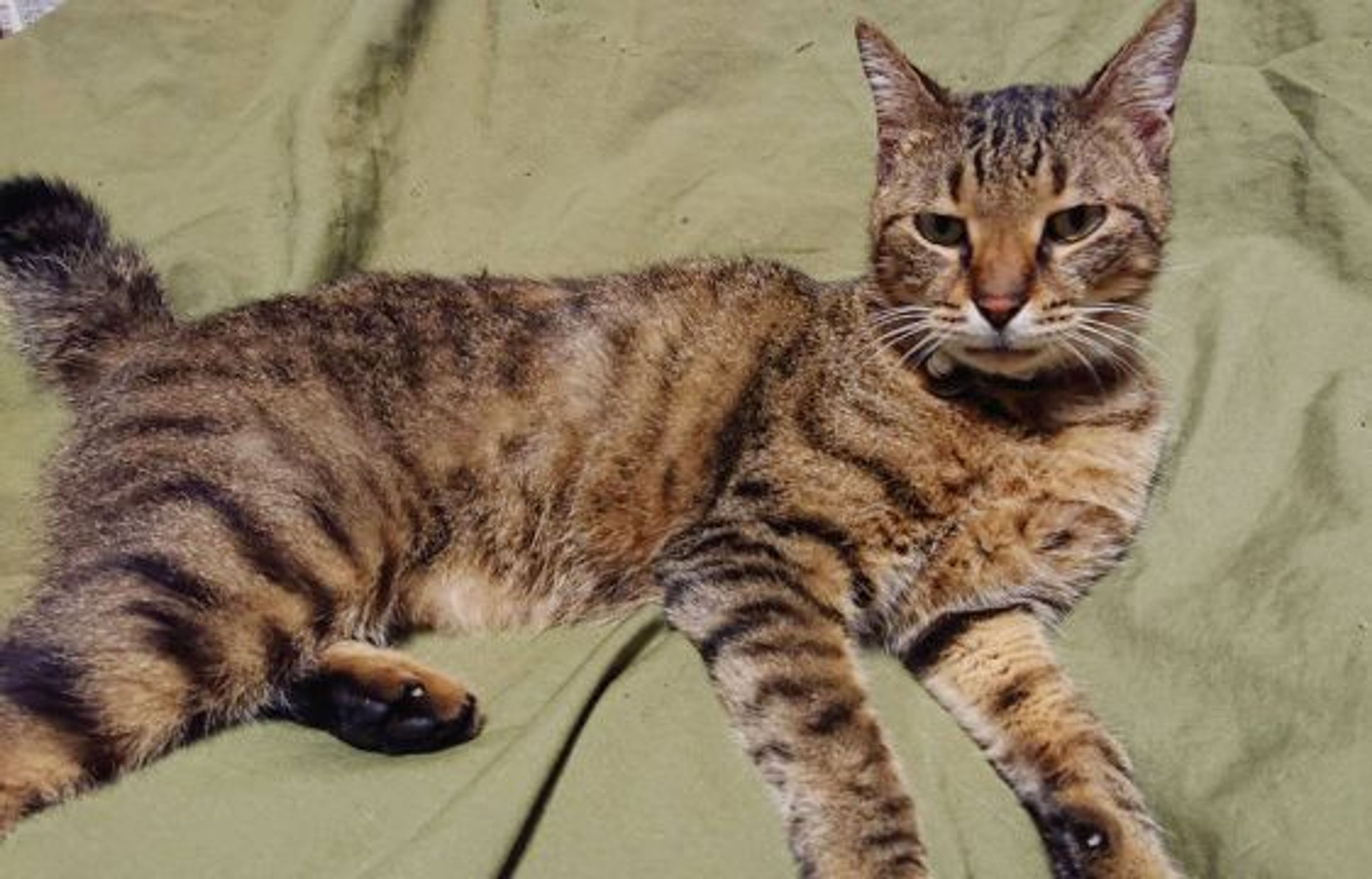 雑種（ミックス猫）・オスの里親募集の写真