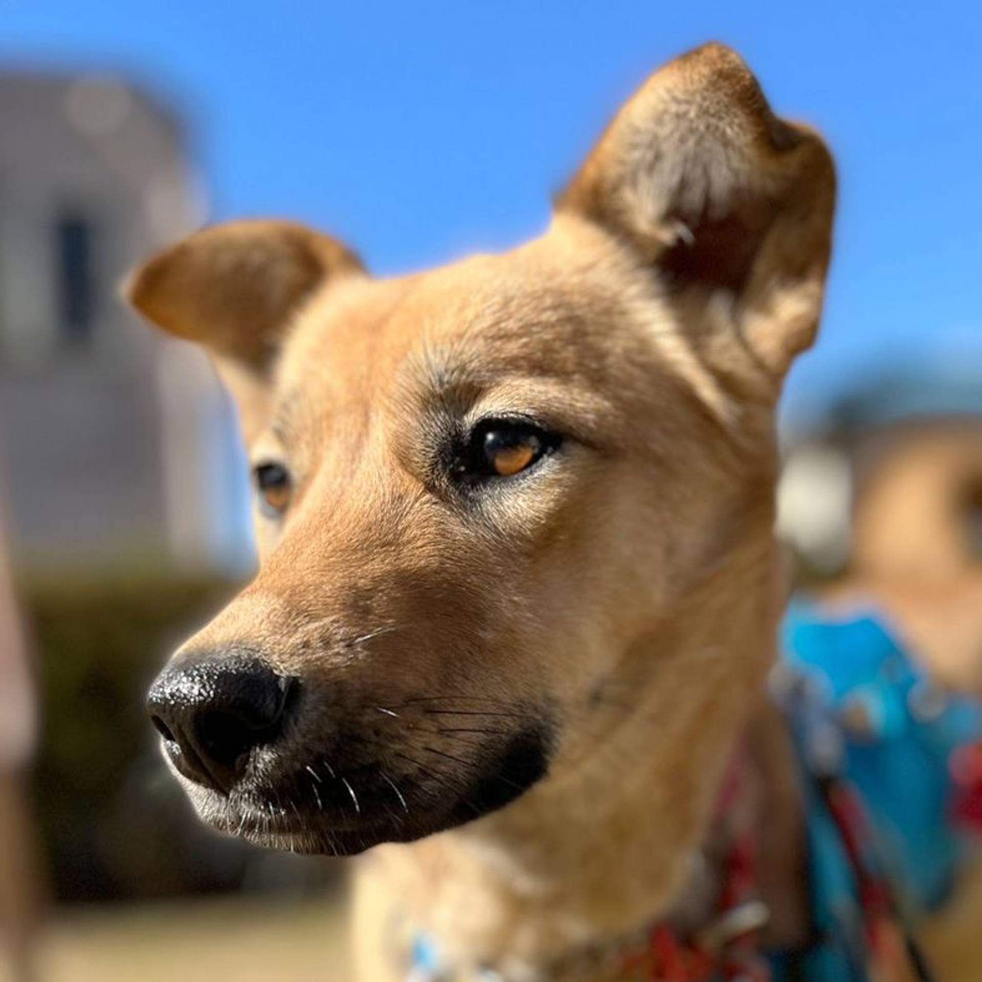 雑種（ミックス犬）・メスの里親募集の写真