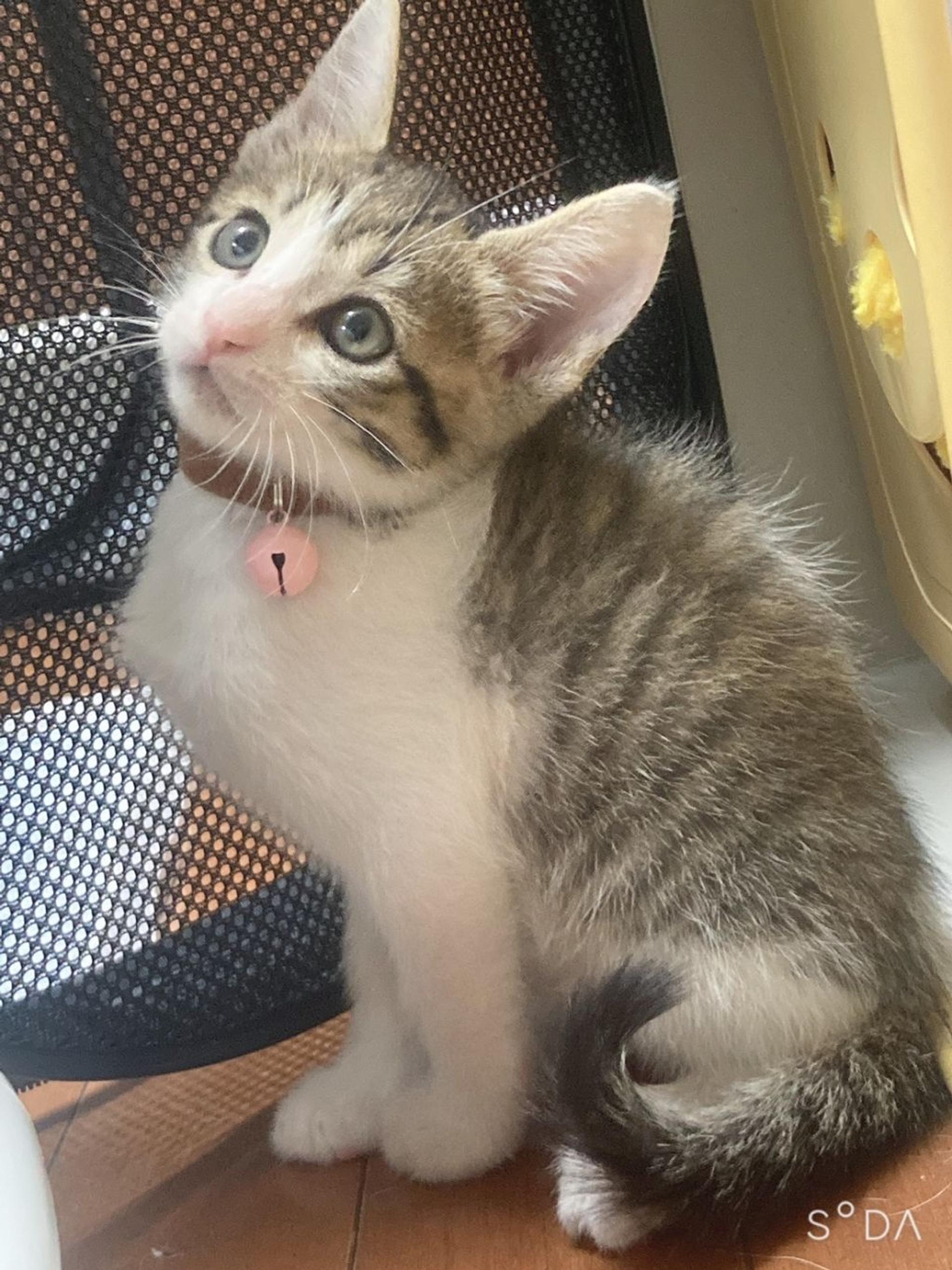 pet-image-3