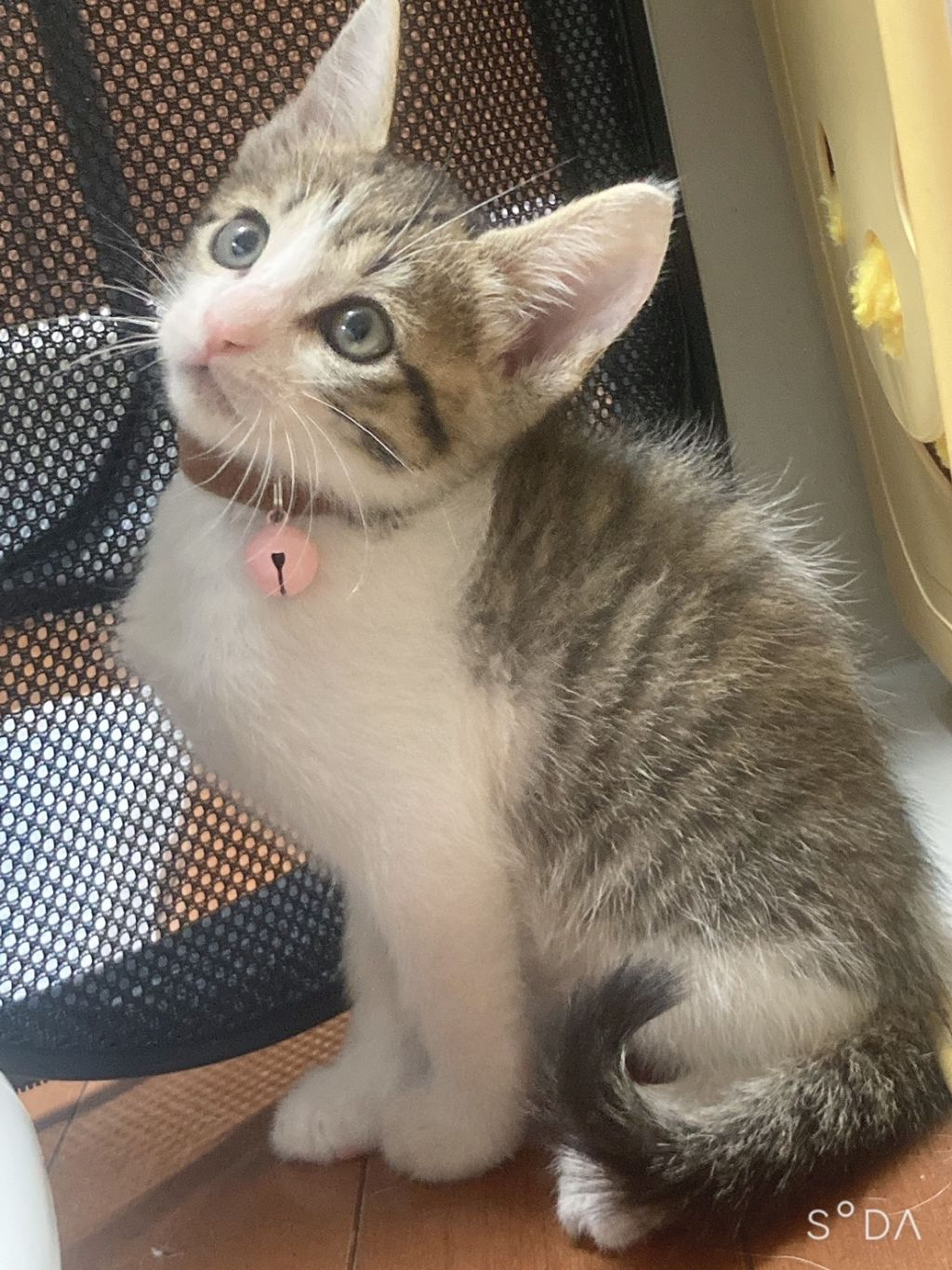 pet-image-3