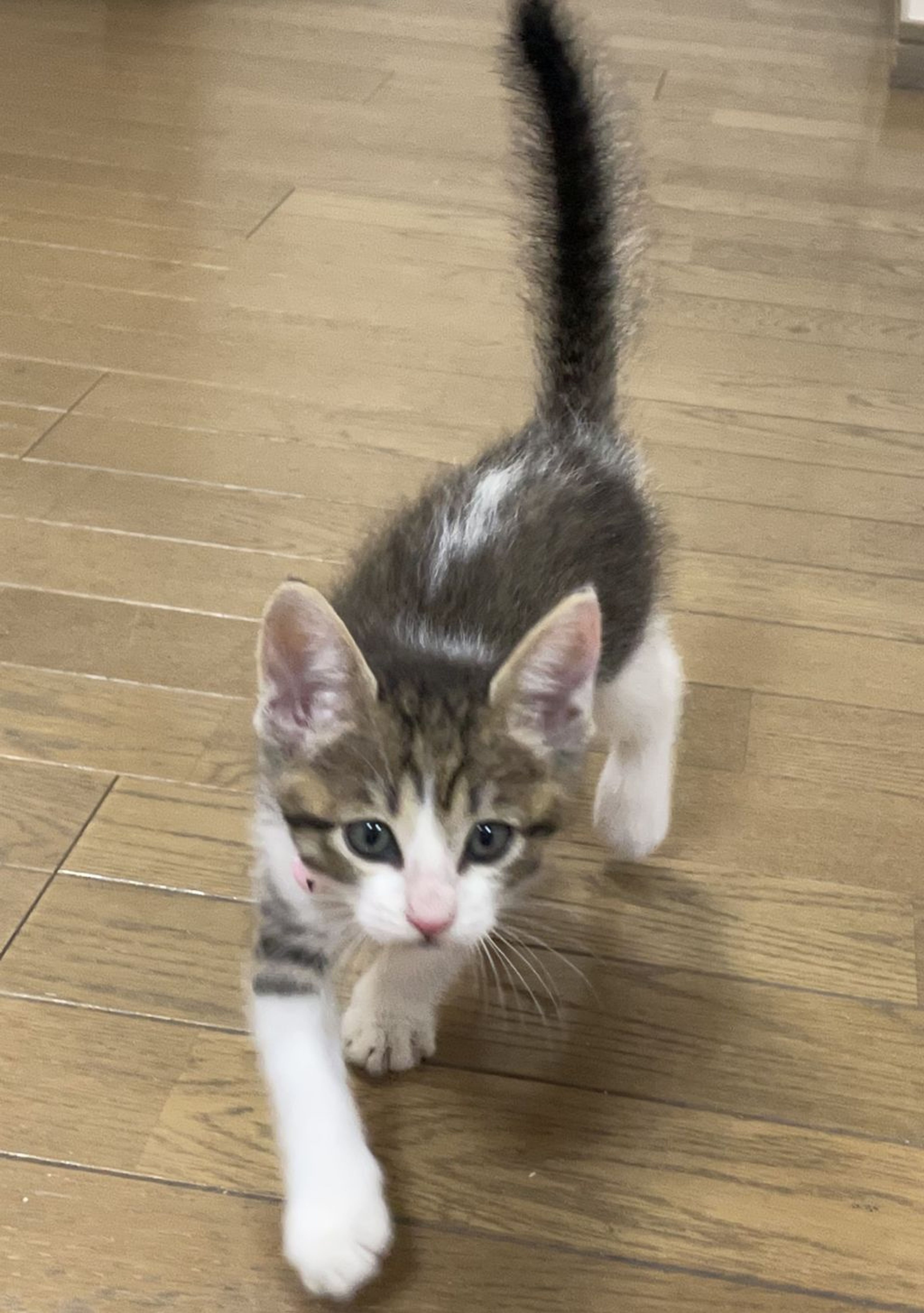 pet-image-4