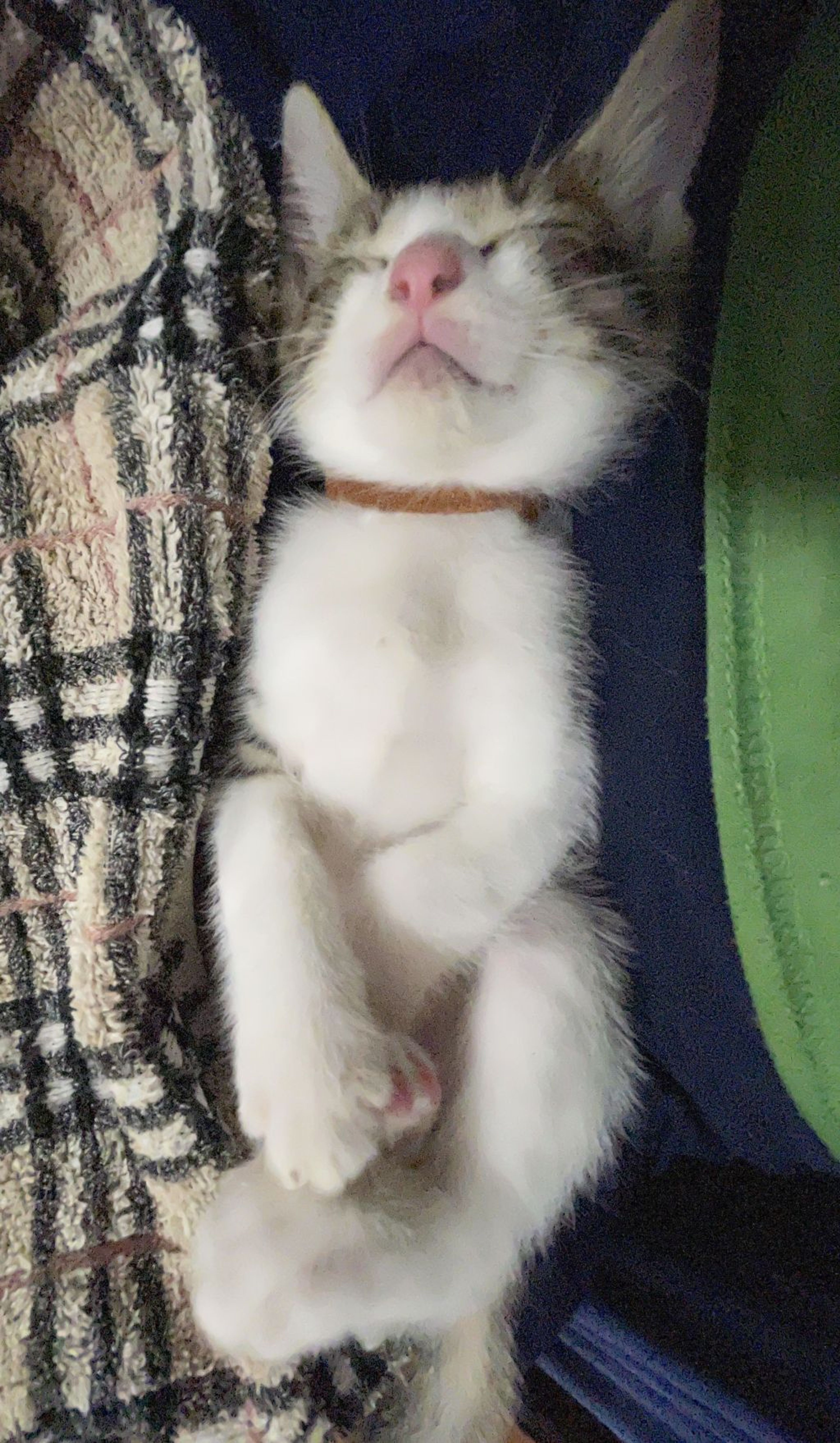 pet-image-7