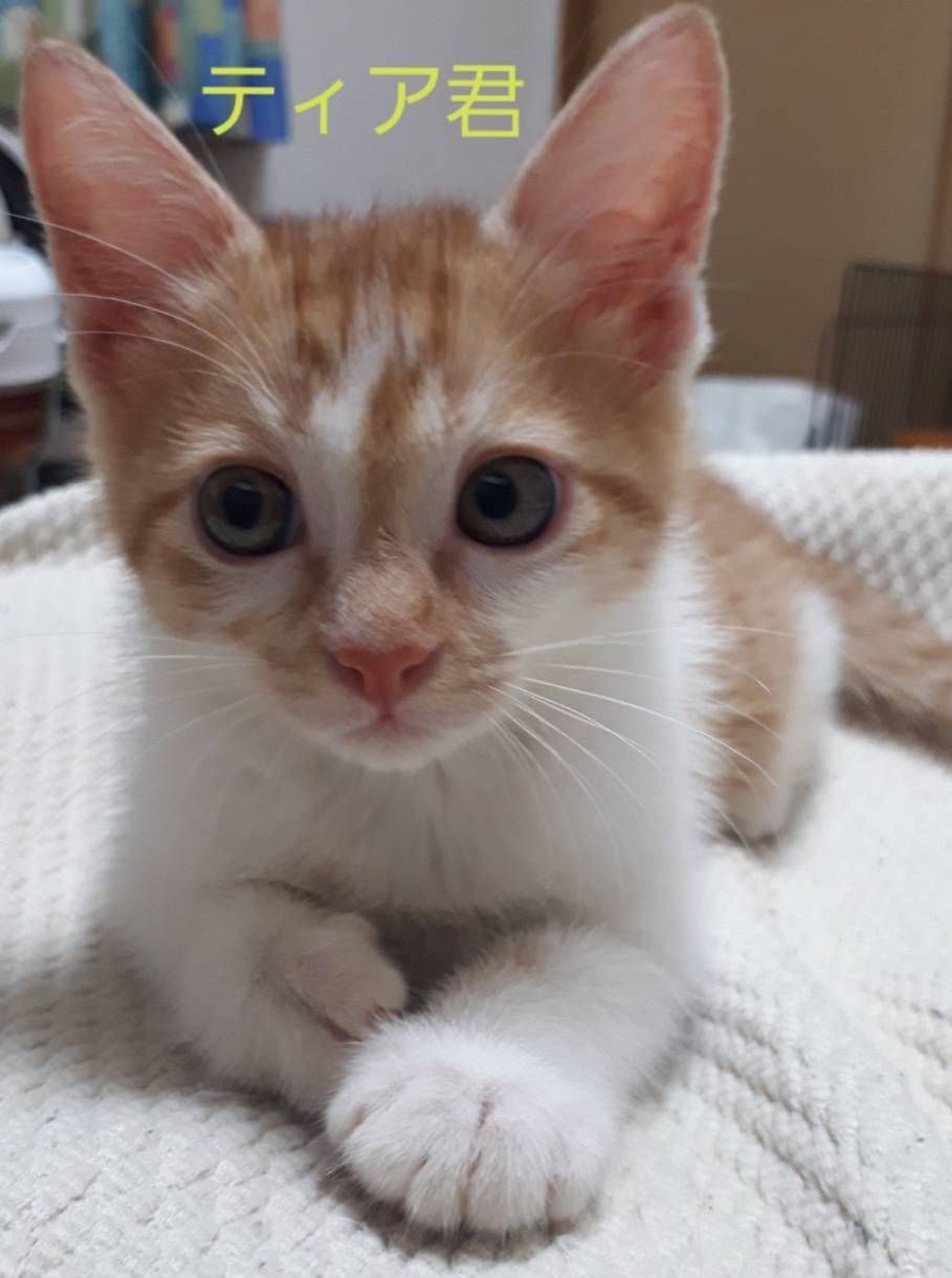 雑種（ミックス猫）・オスの里親募集の写真