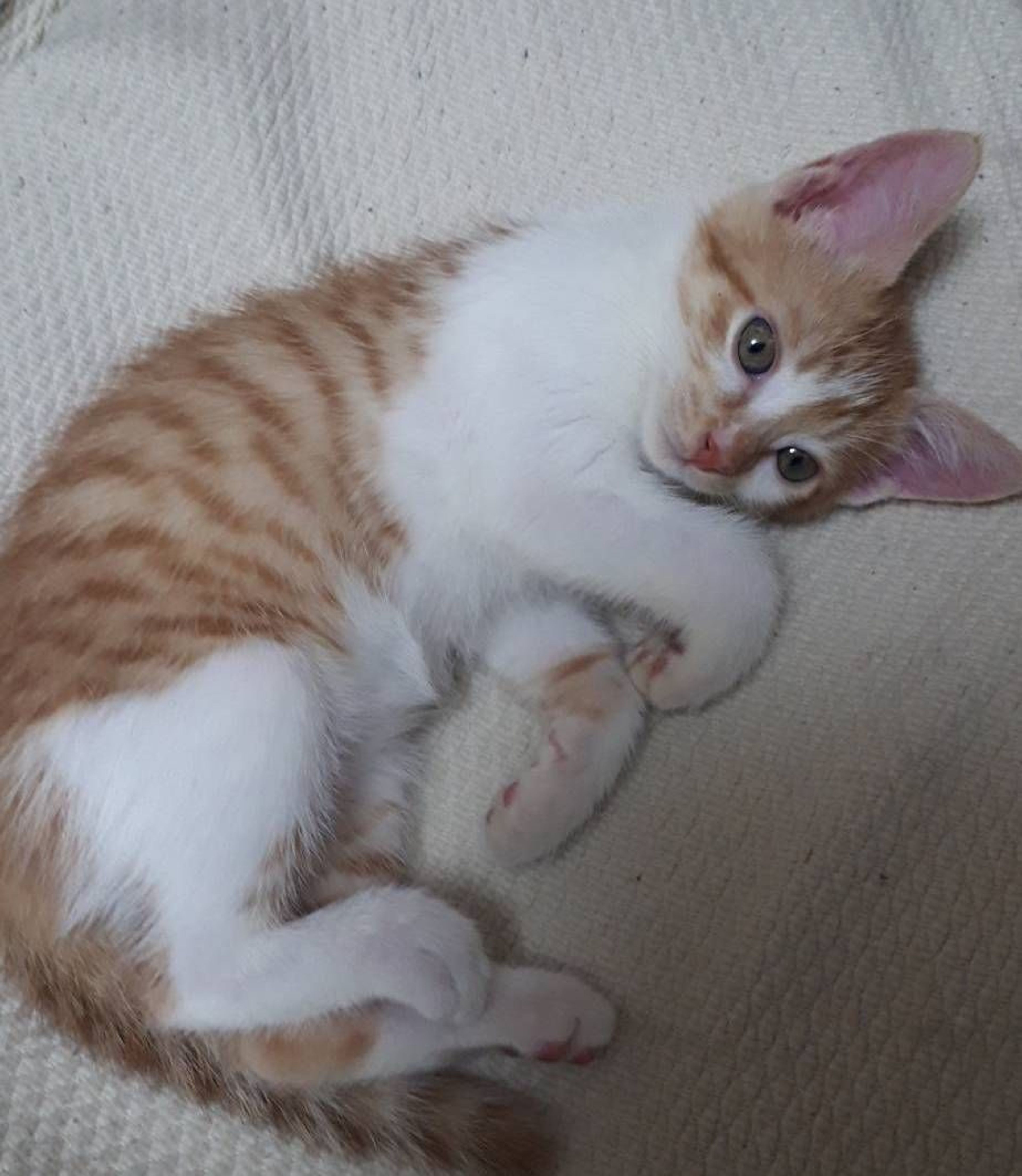 pet-image-3