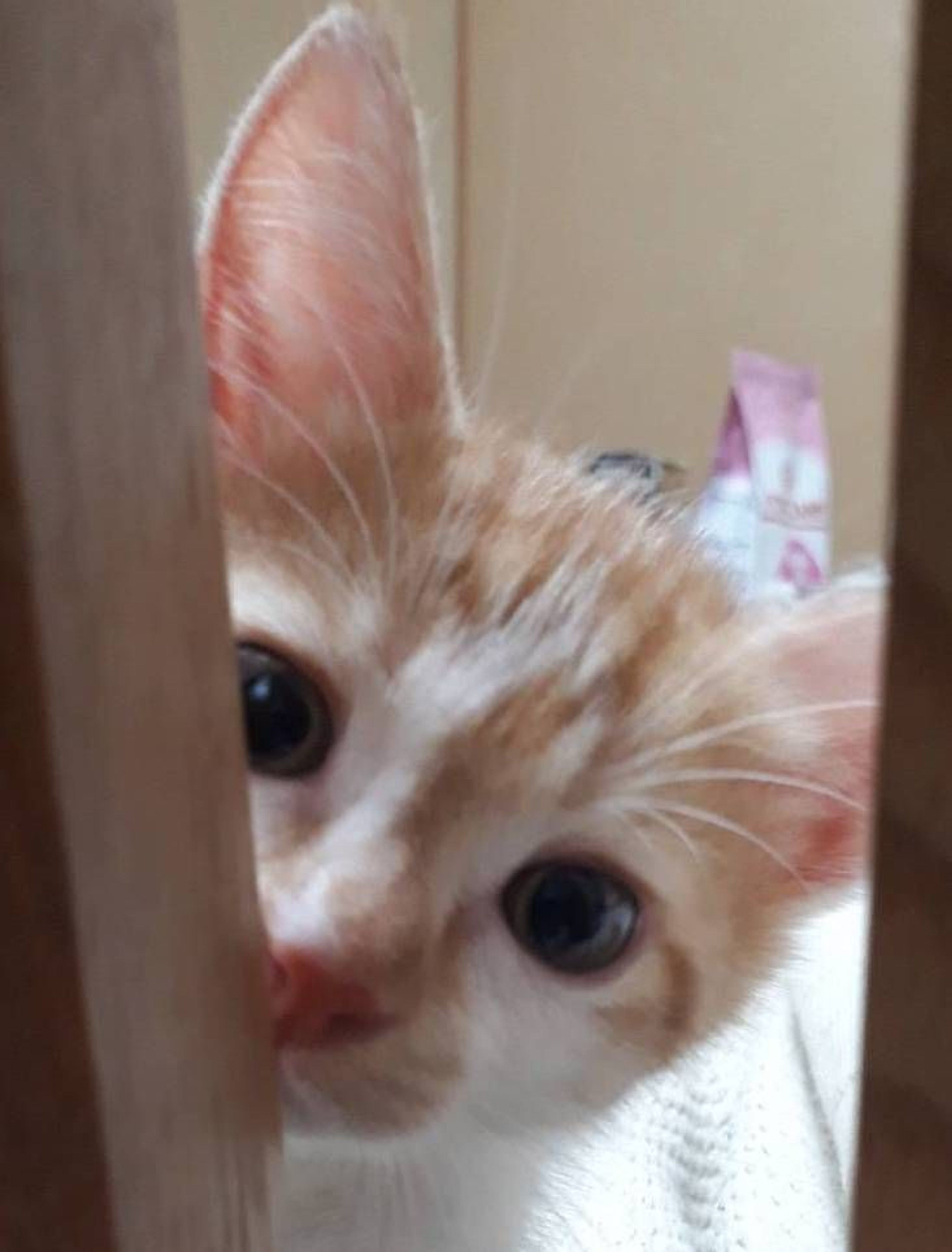 pet-image-4