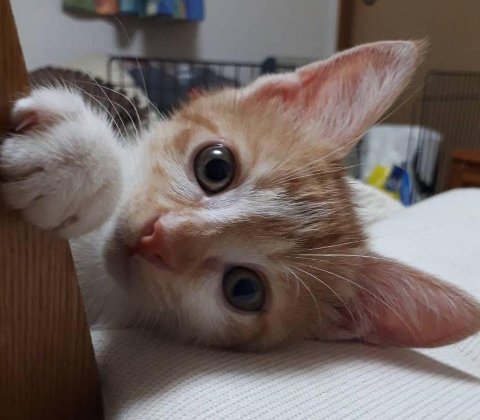 pet-image-5